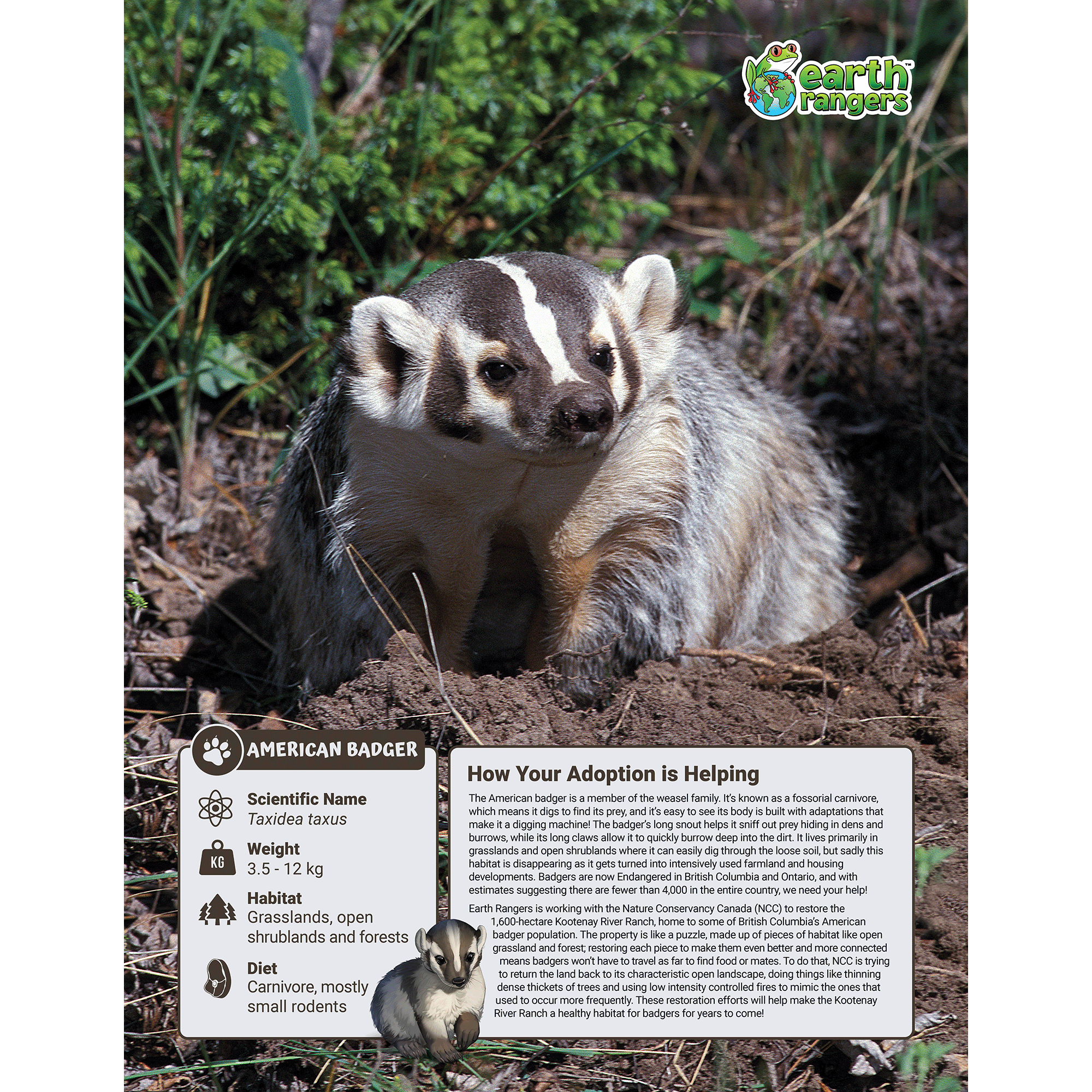 American Badger Adoption Kit