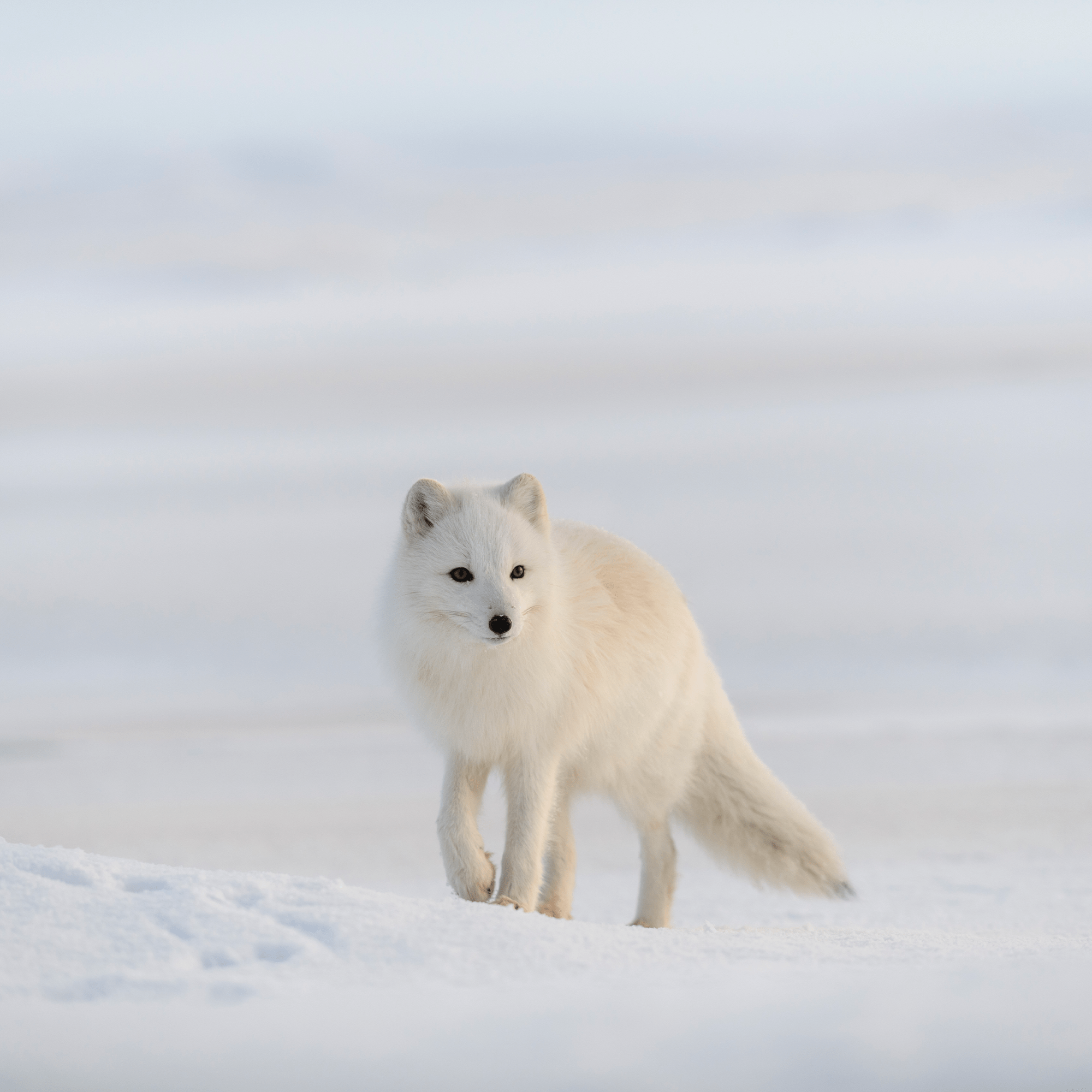Arctic Fox Adoption Kit