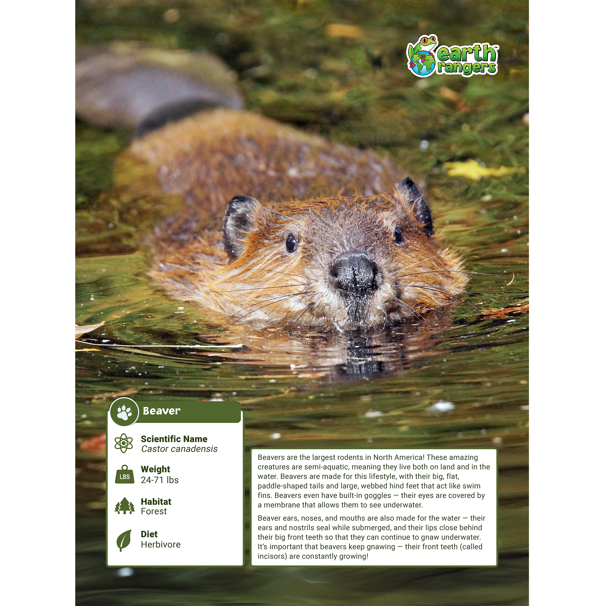 Beaver Adoption Kit - Plush Bundle