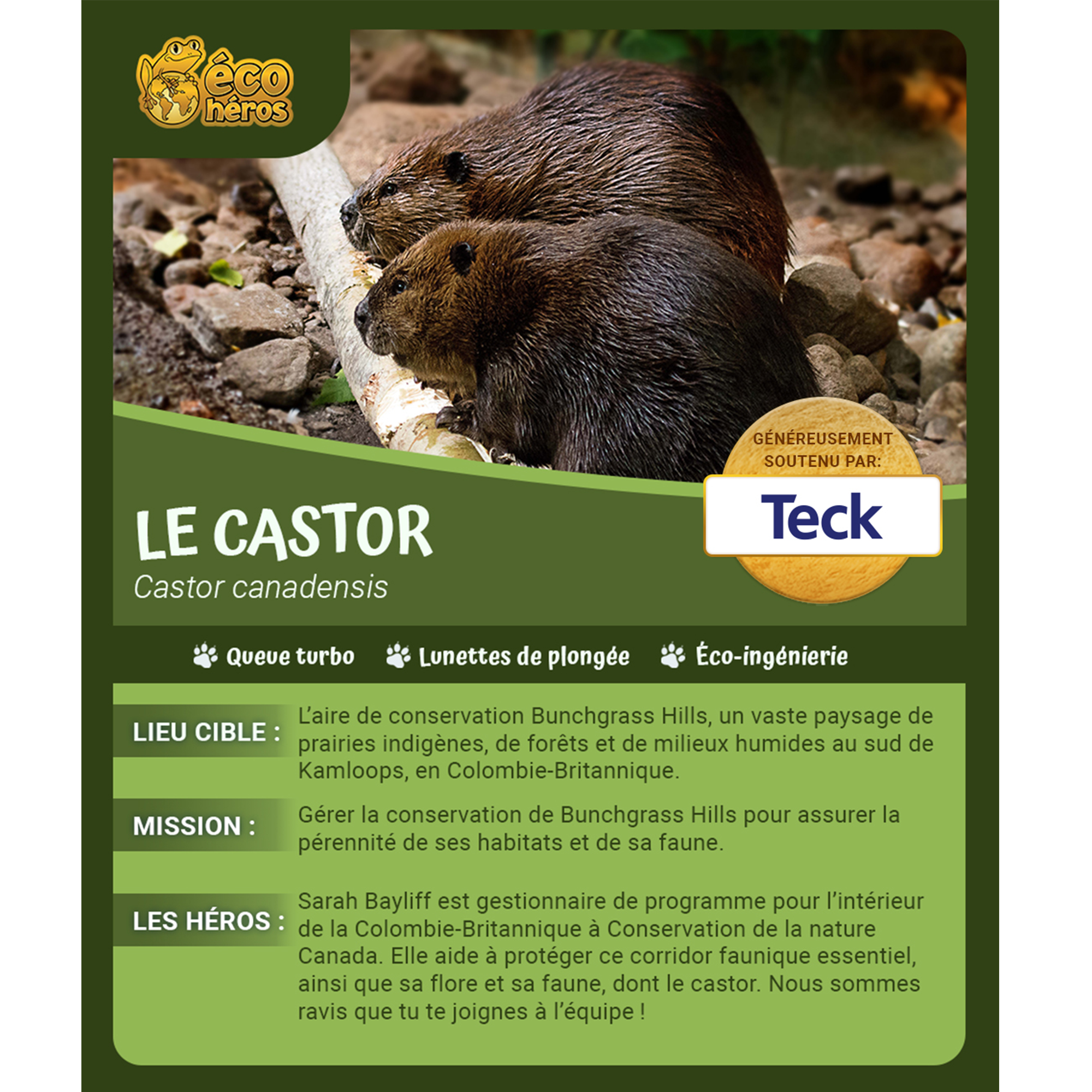 Ensemble d’adoption du castor - Peluche