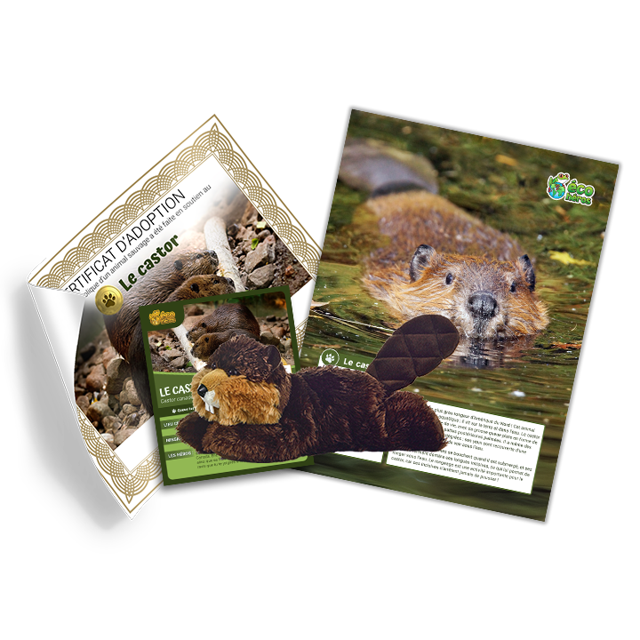 Ensemble d’adoption du castor - Peluche