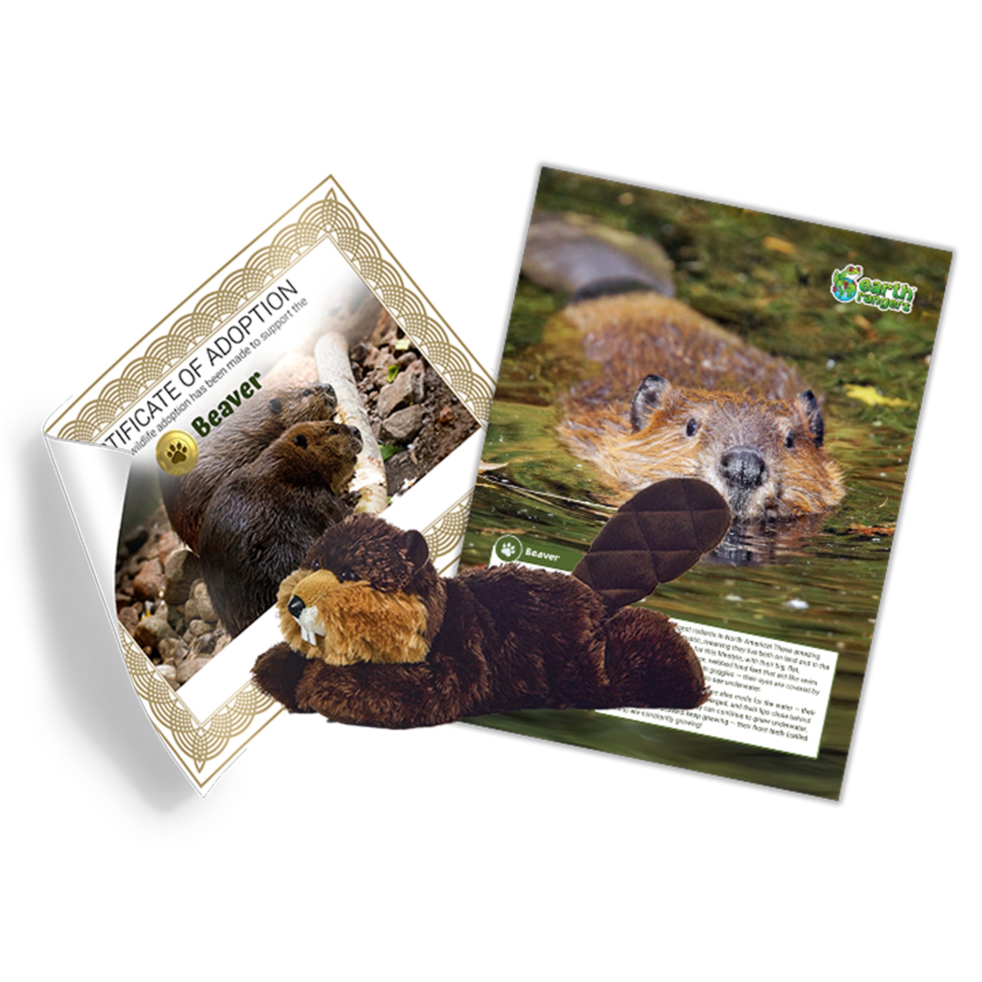 Beaver Adoption Kit - Plush Bundle
