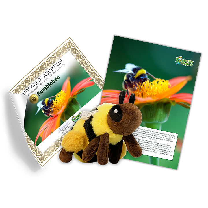 Bumblebee Adoption Kit - Plush Bundle