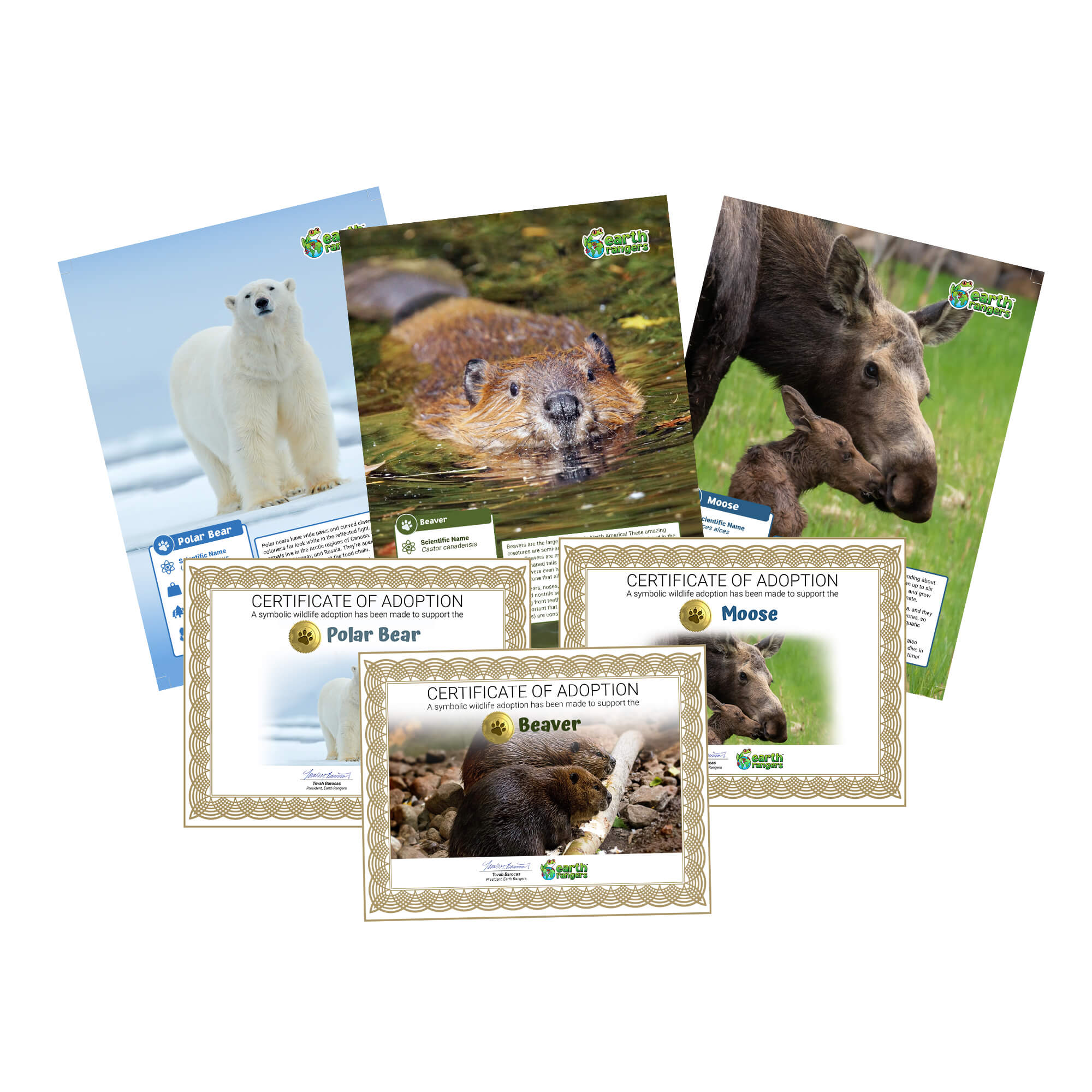 The Northern Collection