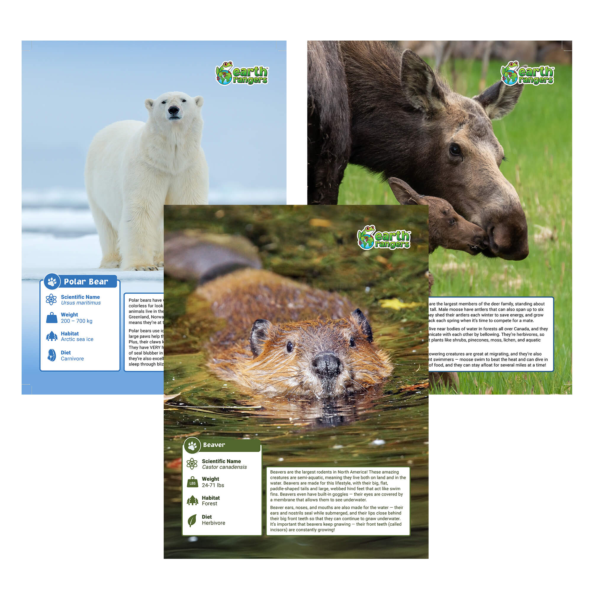 The Northern Collection