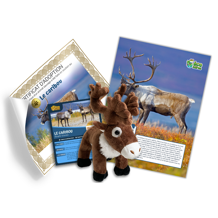 Ensemble d’adoption de caribou - Peluche