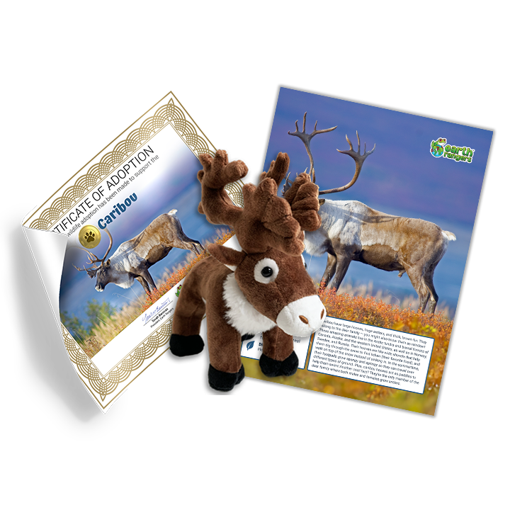 Caribou Adoption Kit - Plush Bundle