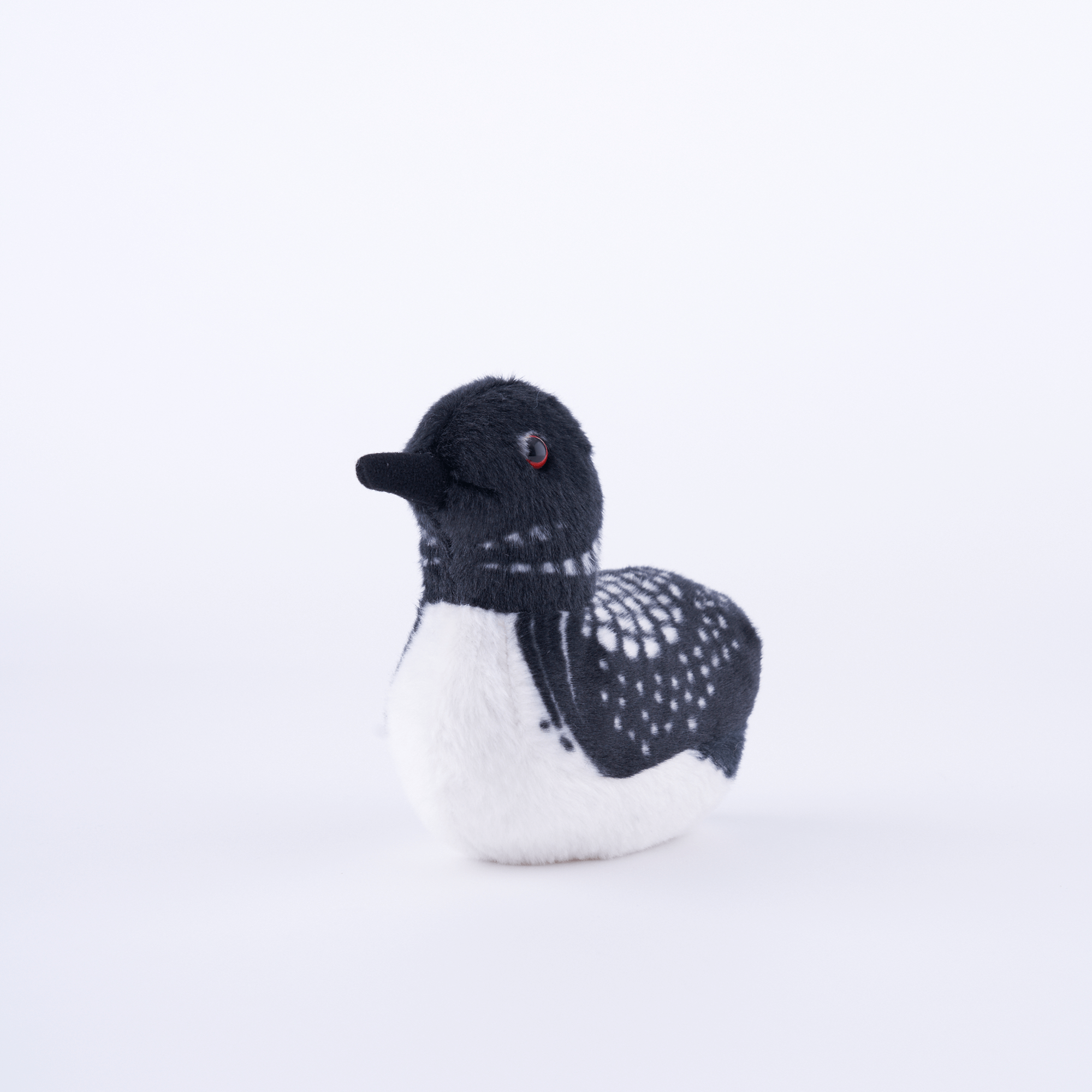 Common Loon Adoption Kit