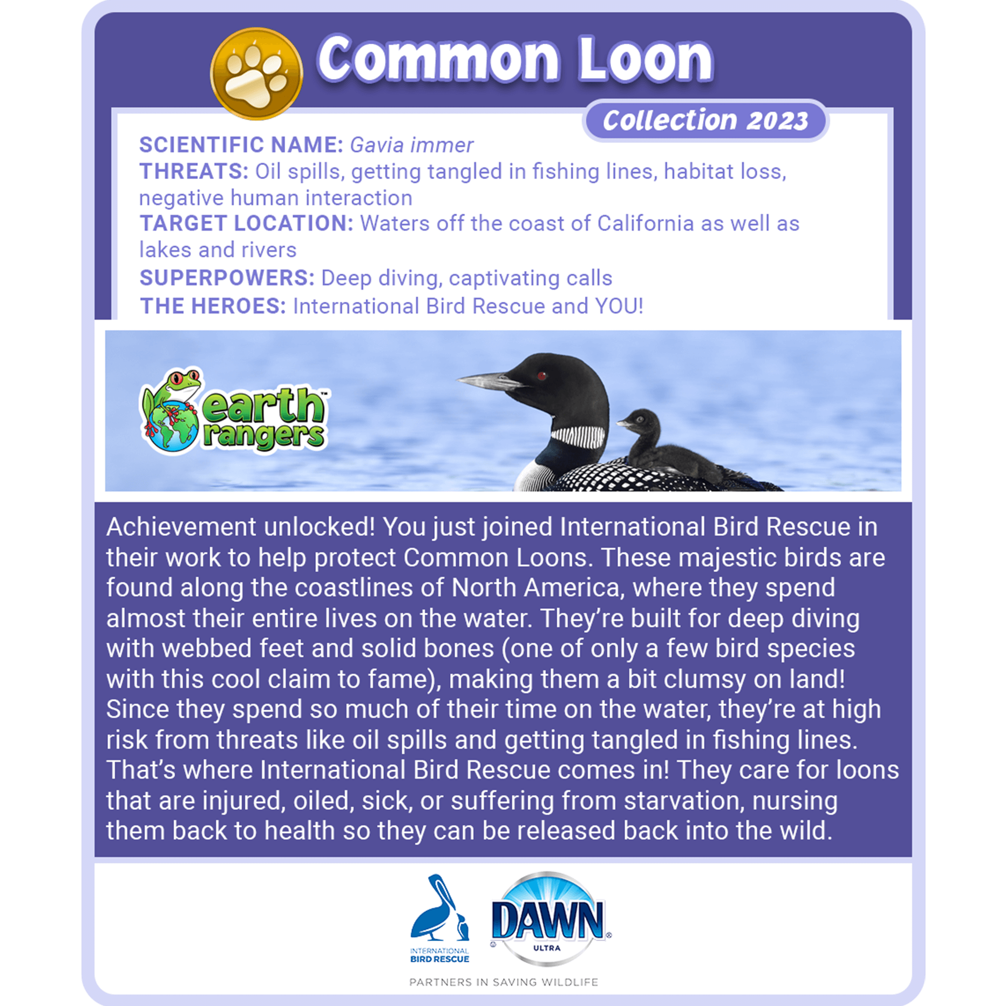 Common Loon Adoption Kit