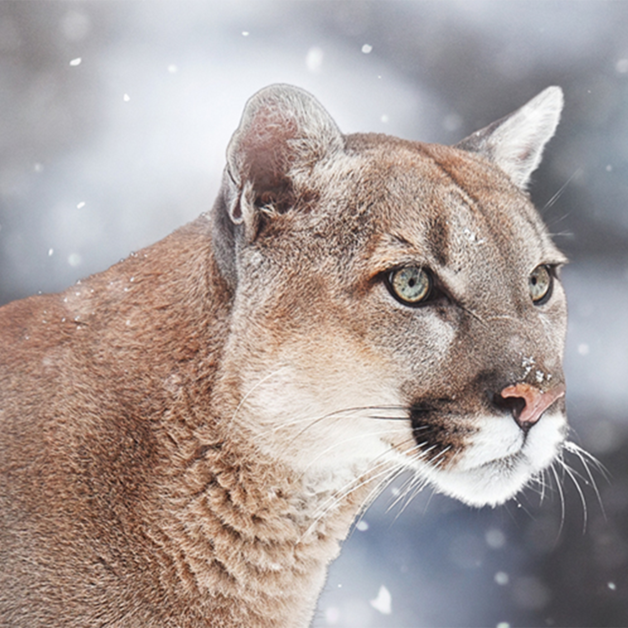 Cougar Adoption Kit - Plush Bundle
