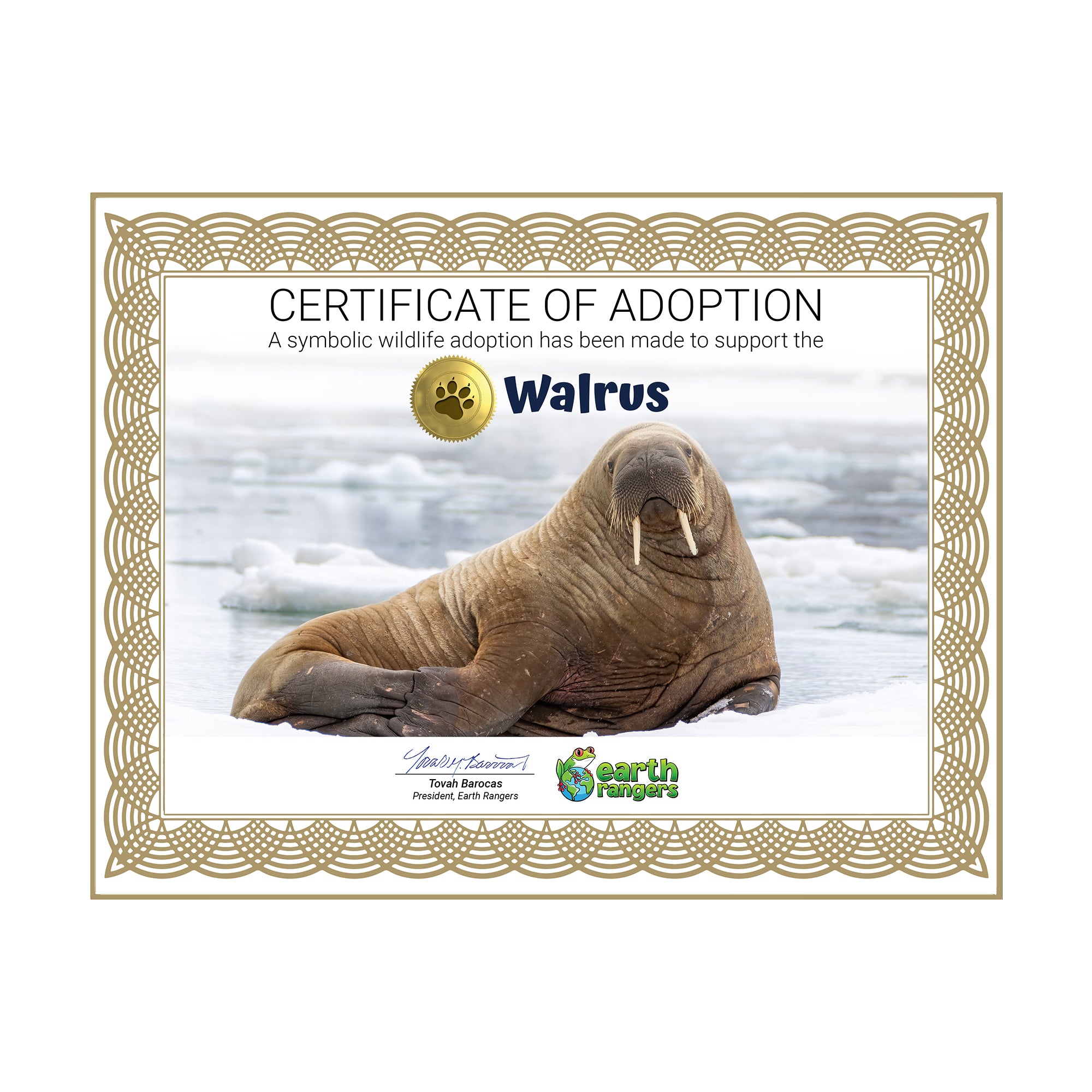 Walrus Adoption Kit - Plush Bundle