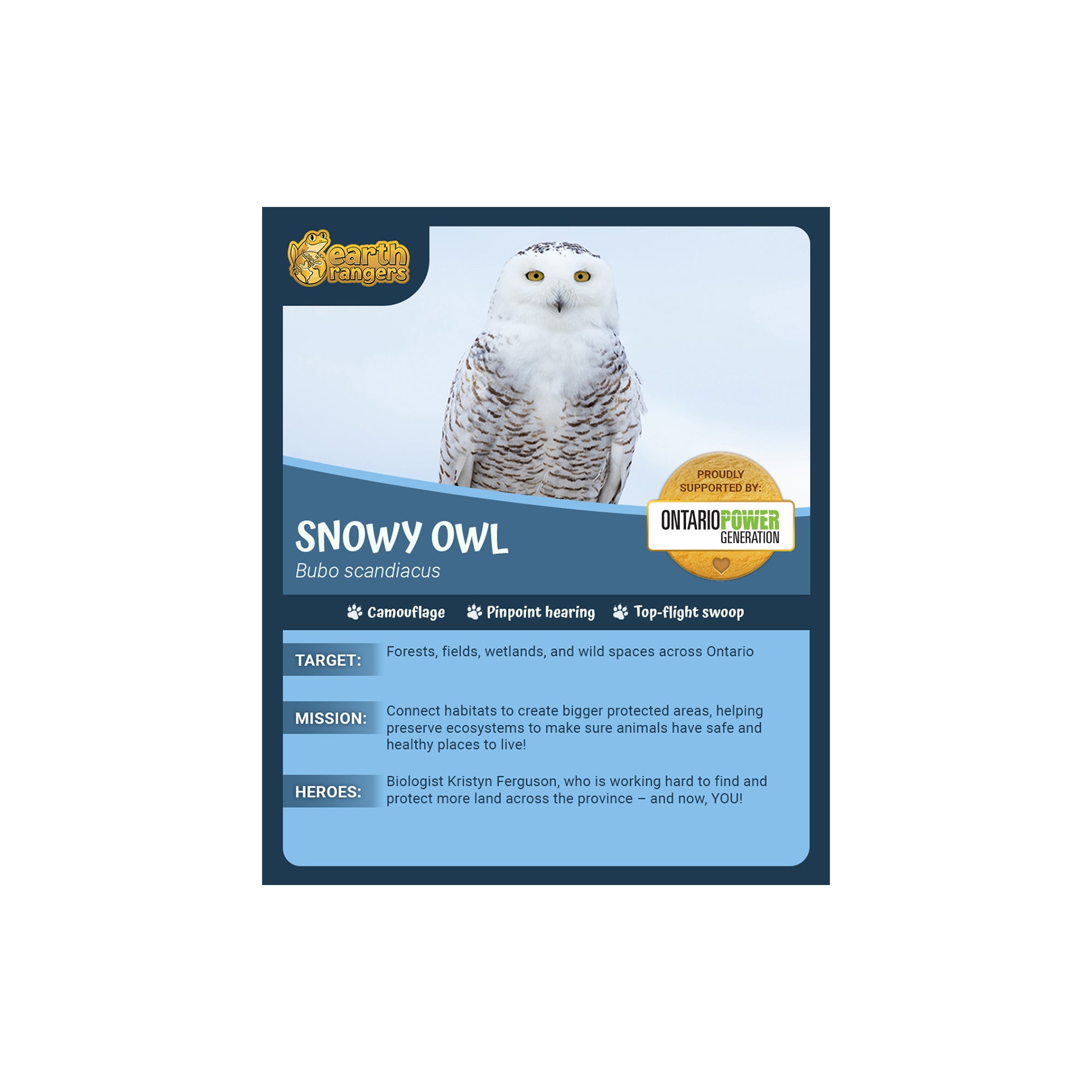 Snowy Owl Adoption Kit