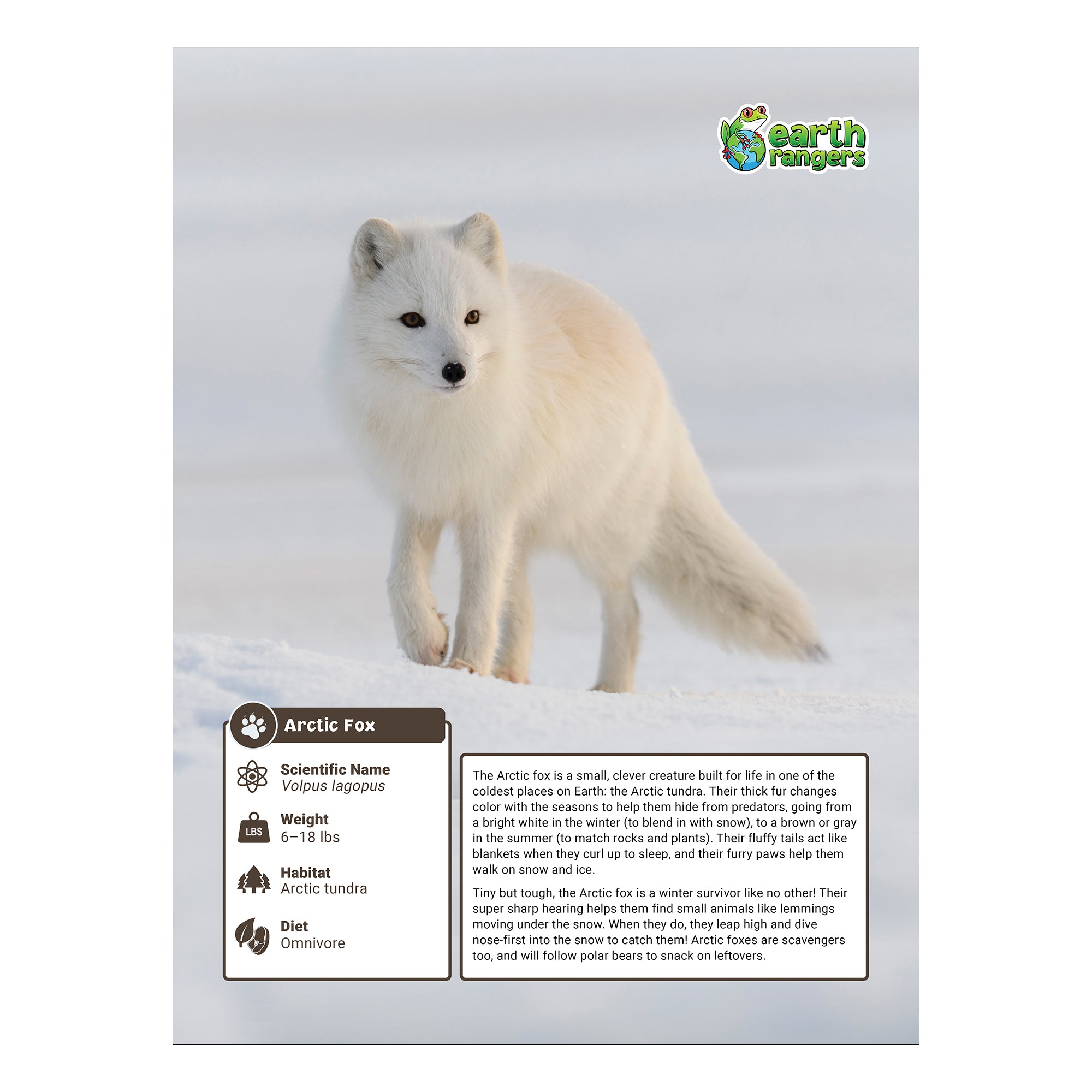 Arctic Fox Adoption Kit - Plush Bundle