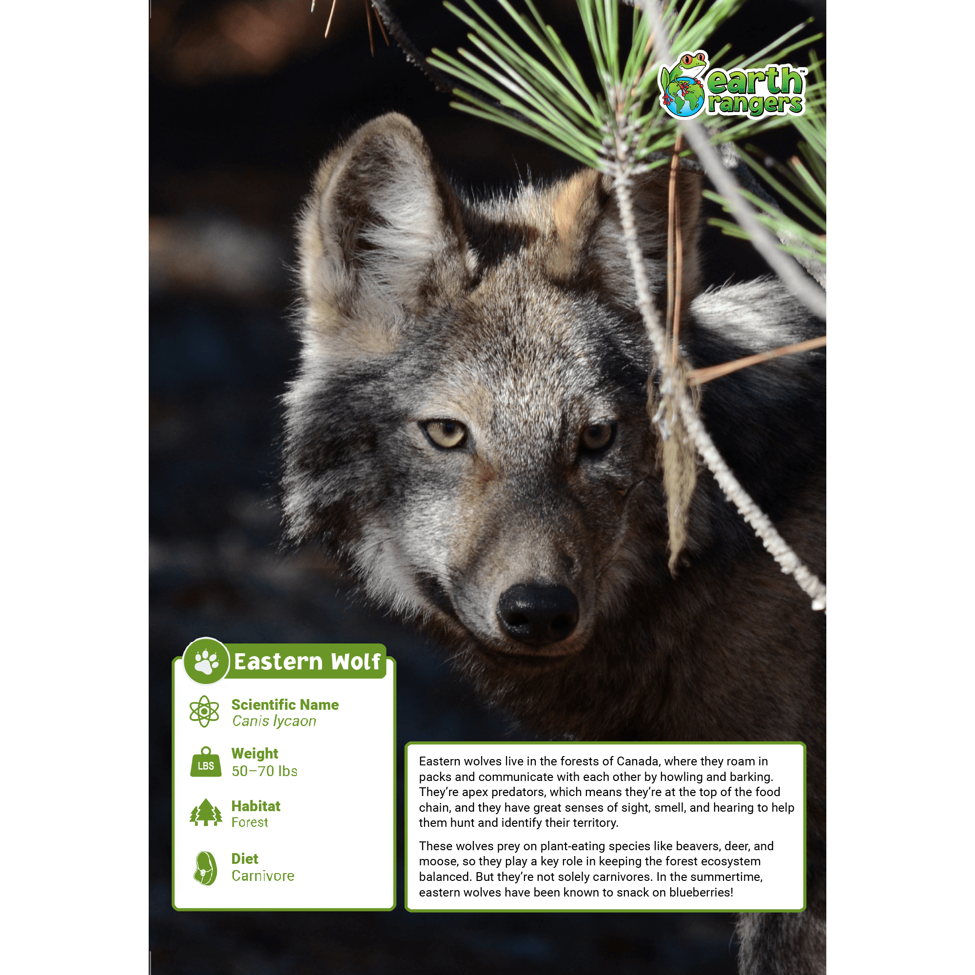 Eastern Wolf Adoption Kit