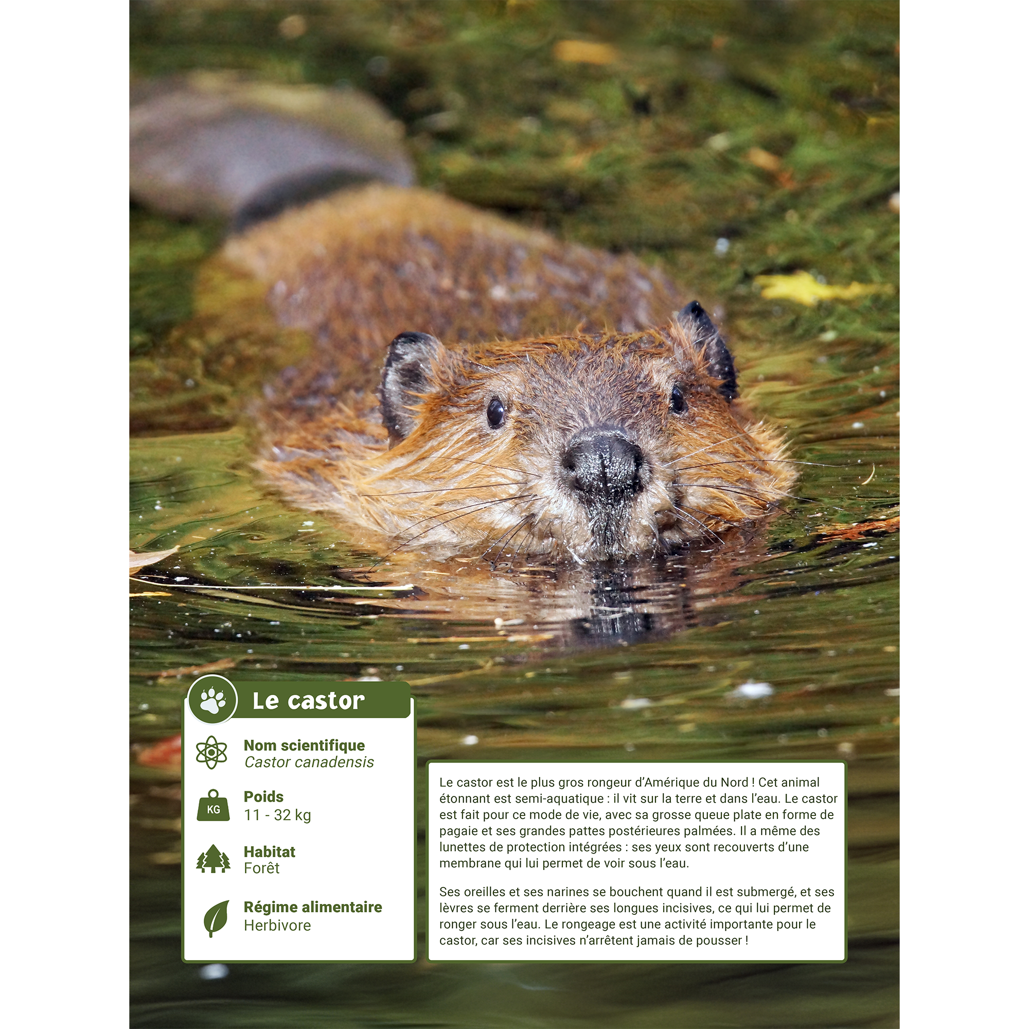 Ensemble d’adoption du castor - Peluche