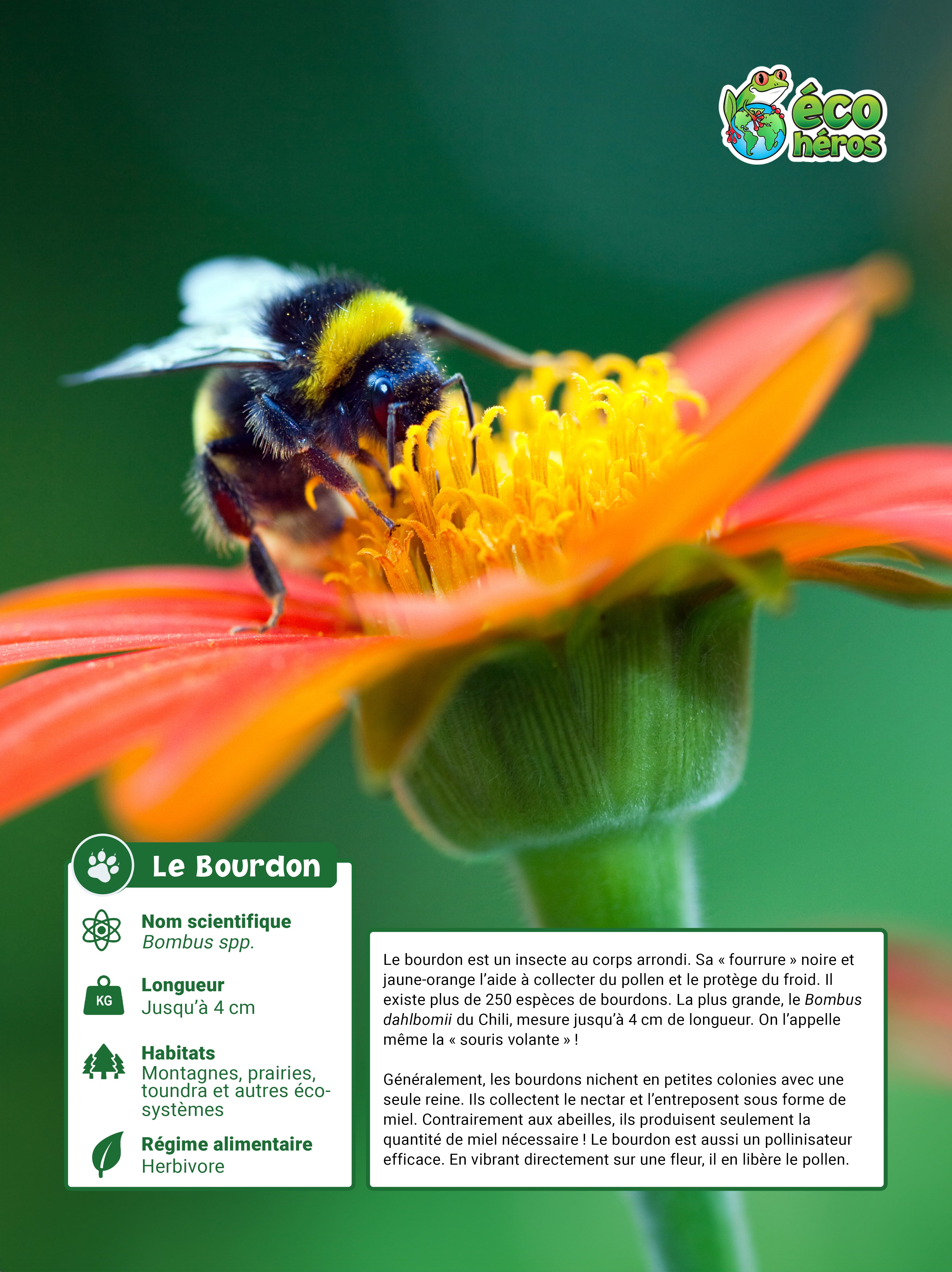 Ensemble d’adoption de bourdon de l’Ouest