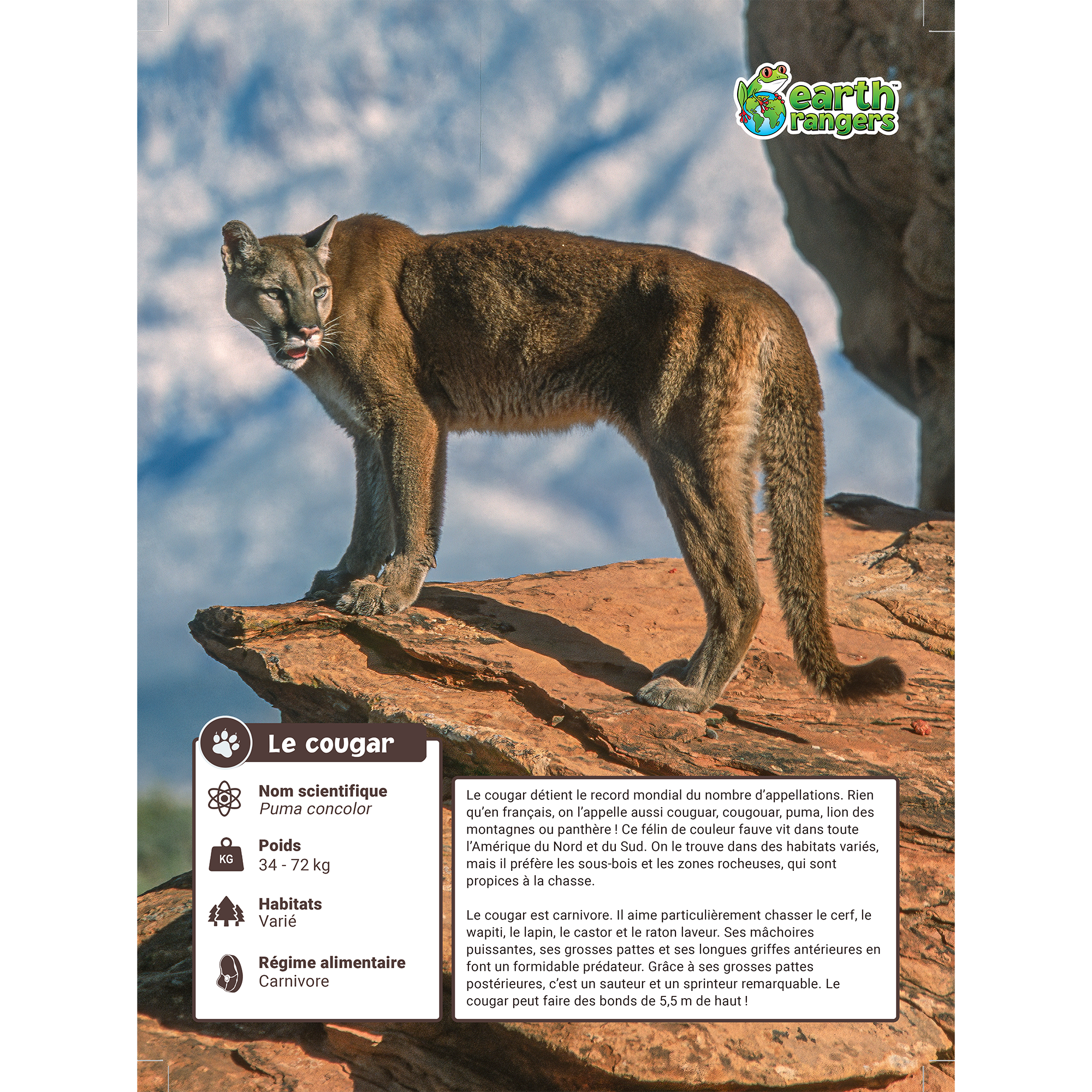 Ensemble d’adoption du cougar - Peluche