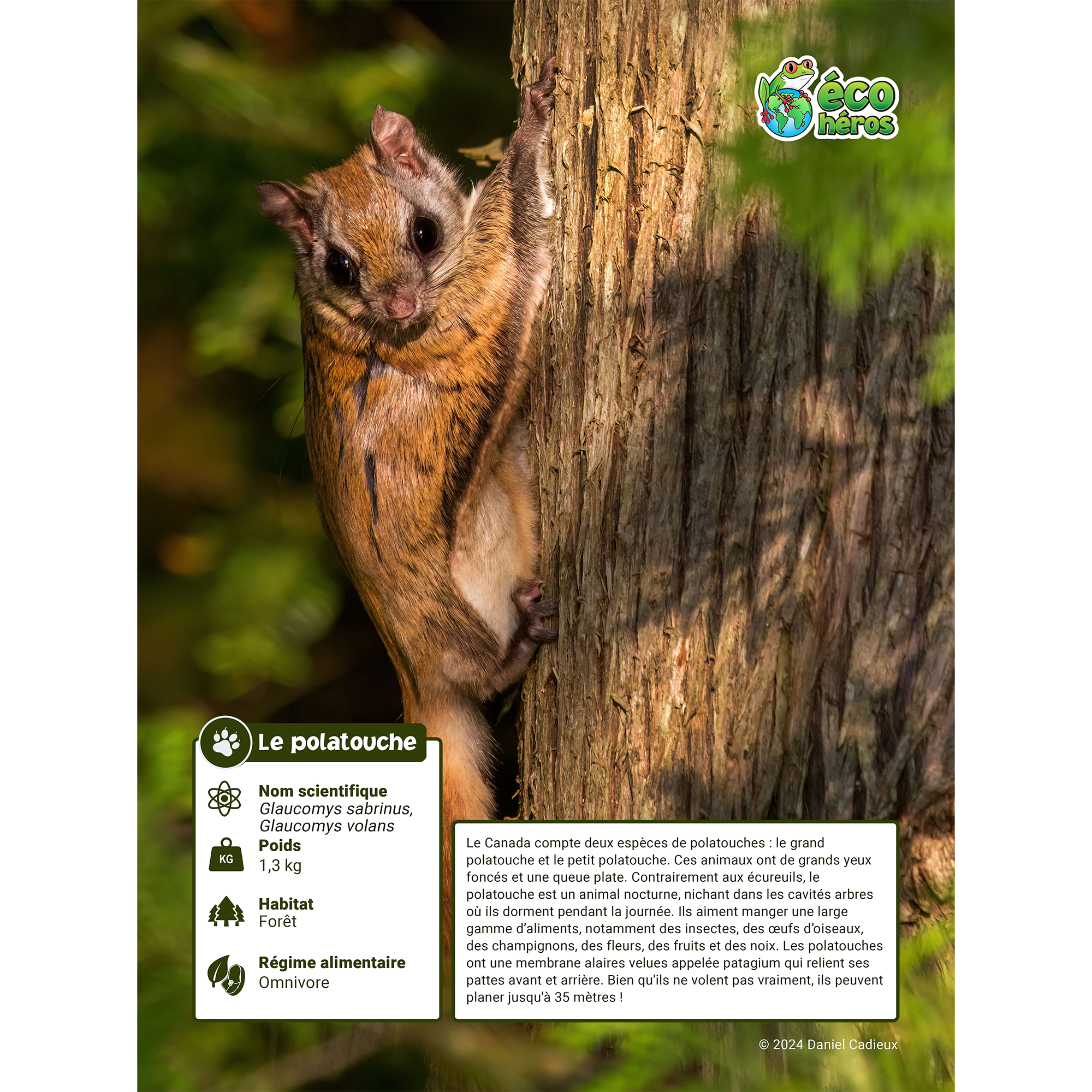 Ensemble d’adoption du polatouche