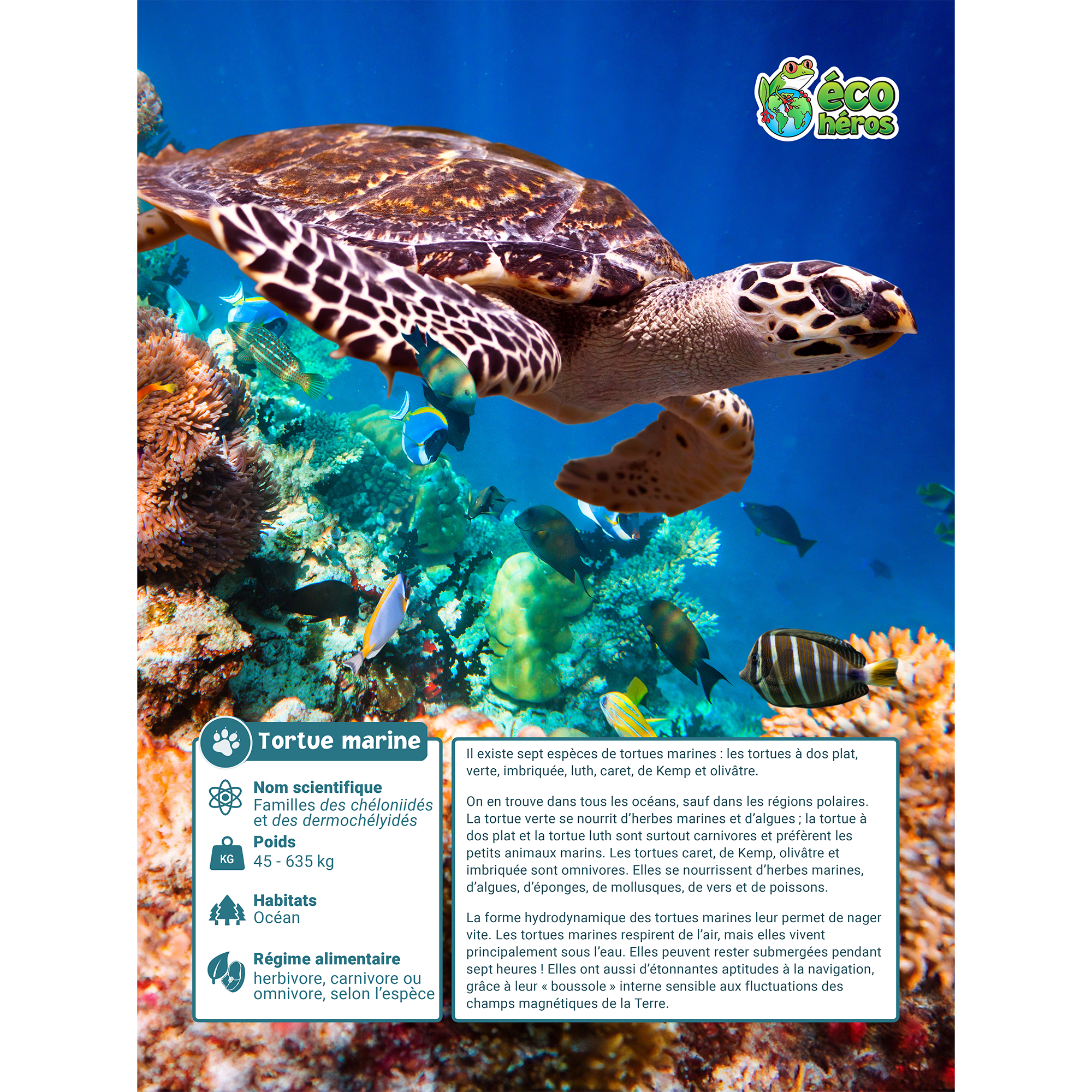 Ensemble d’adoption de la tortue marine - Peluche