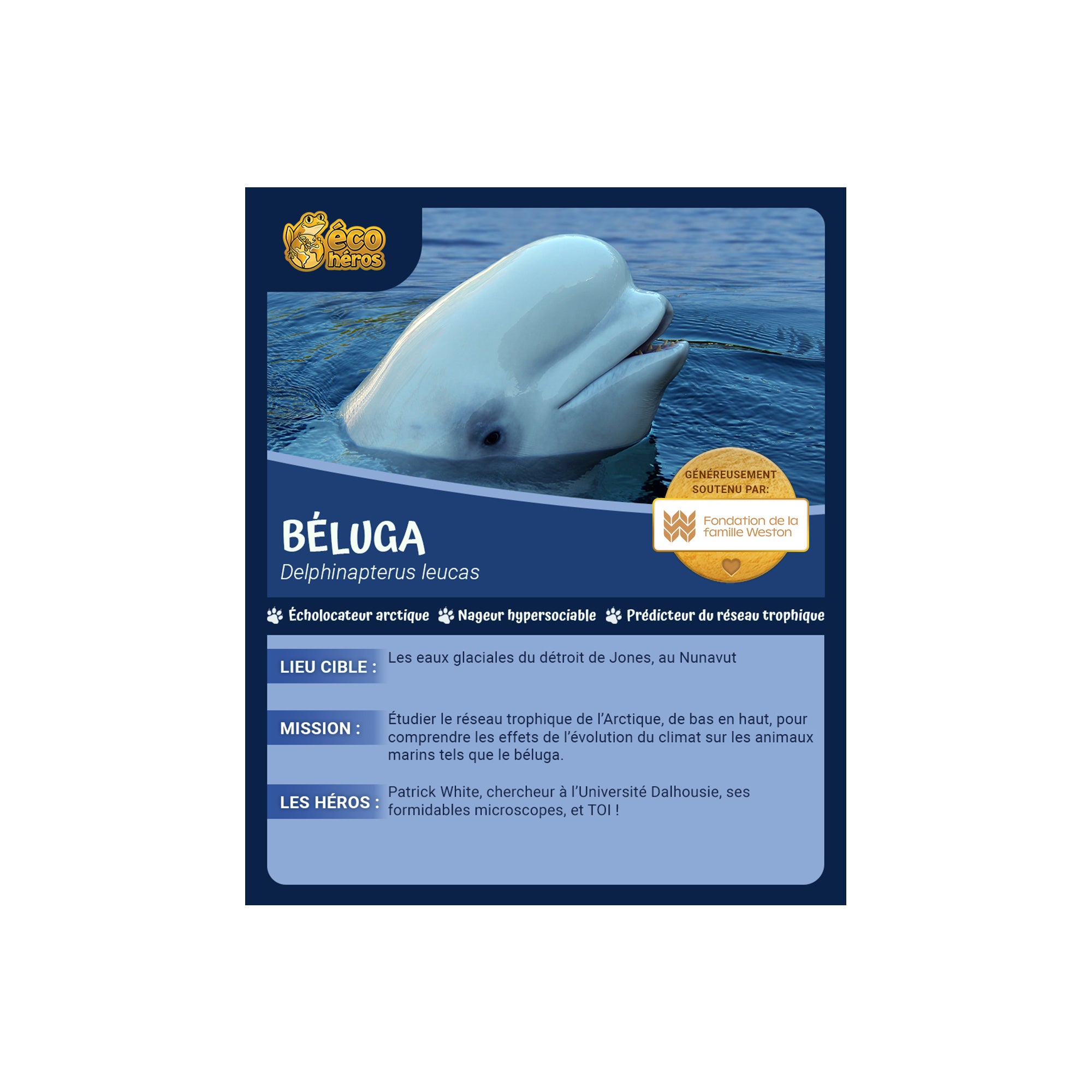 Ensemble d’adoption du béluga - Peluche