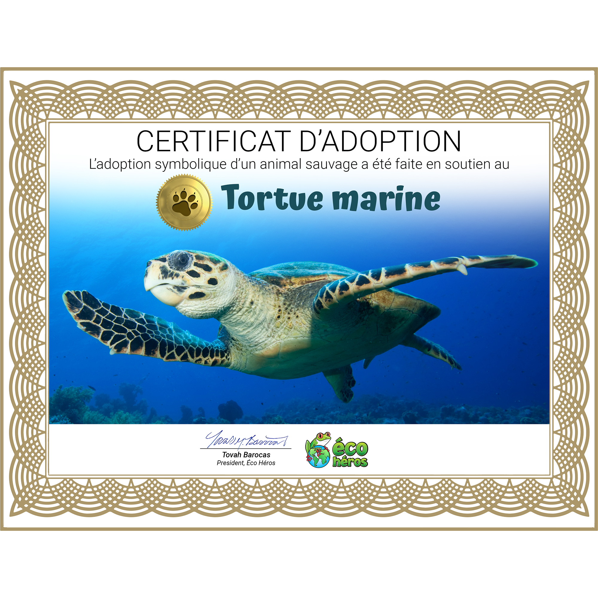 Ensemble d’adoption de la tortue marine - Peluche