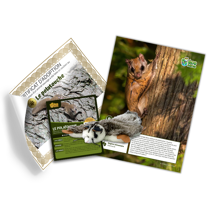 Ensemble d’adoption du polatouche