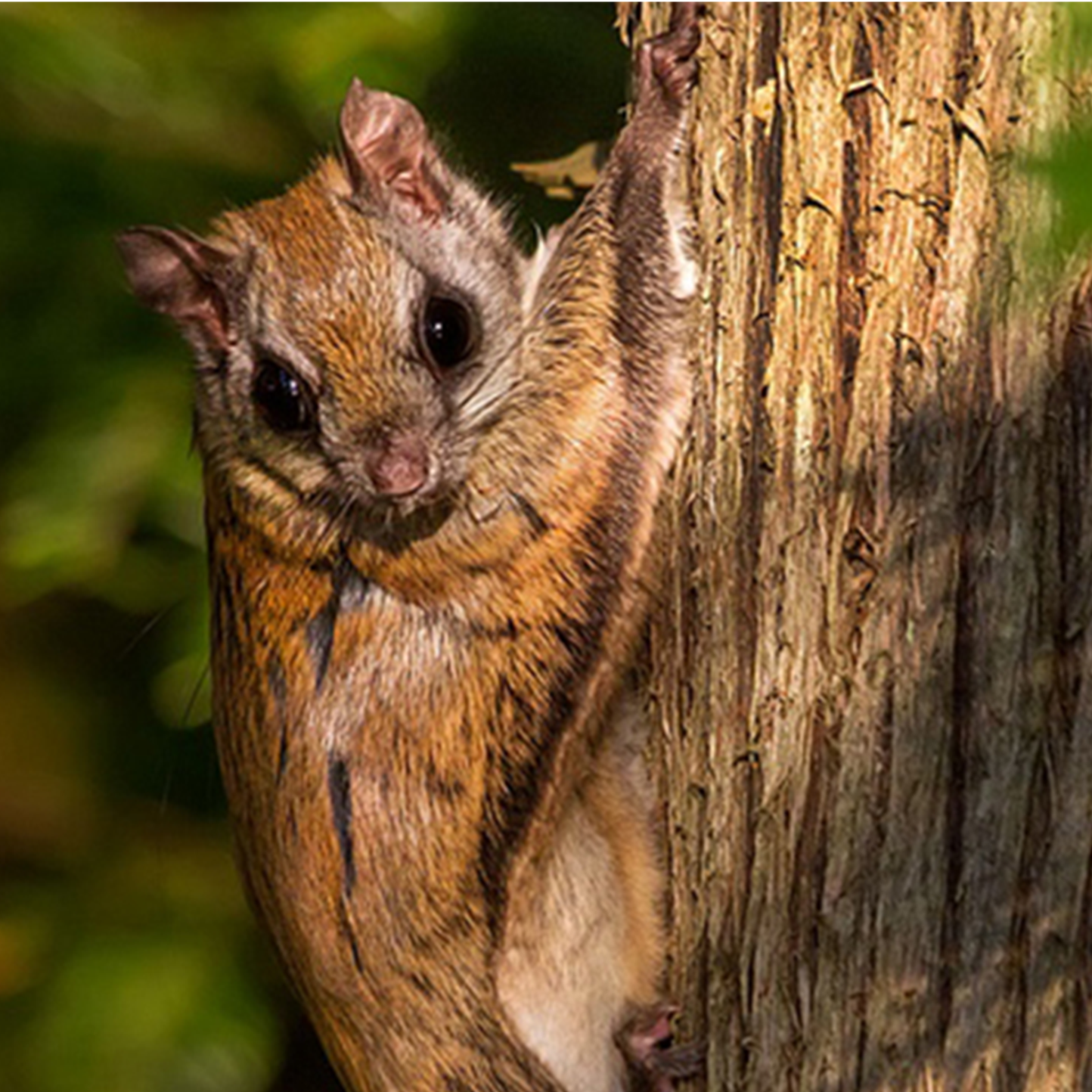 Flying Squirrel Adoption Kit - Plush Bundle