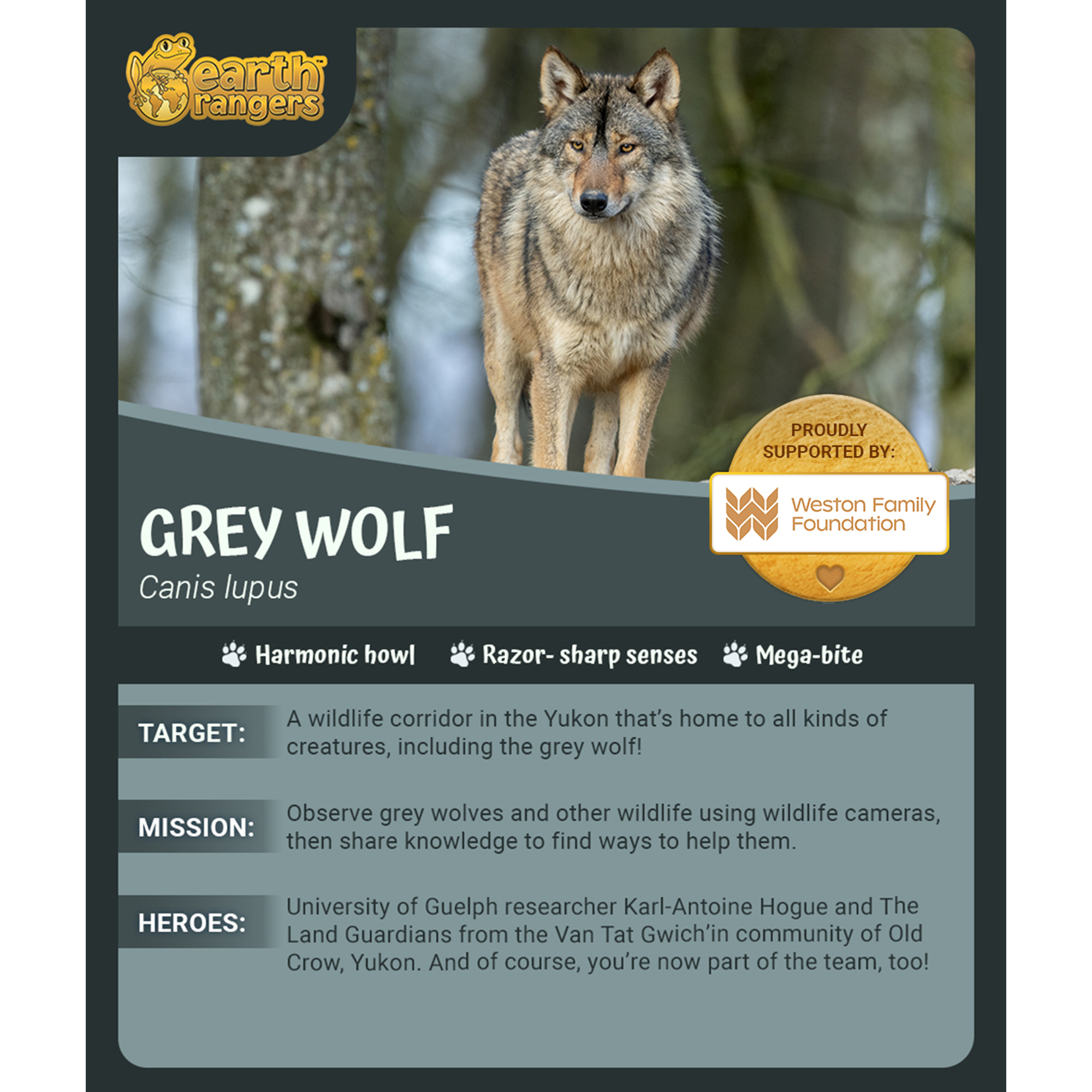 Grey Wolf Adoption Kit