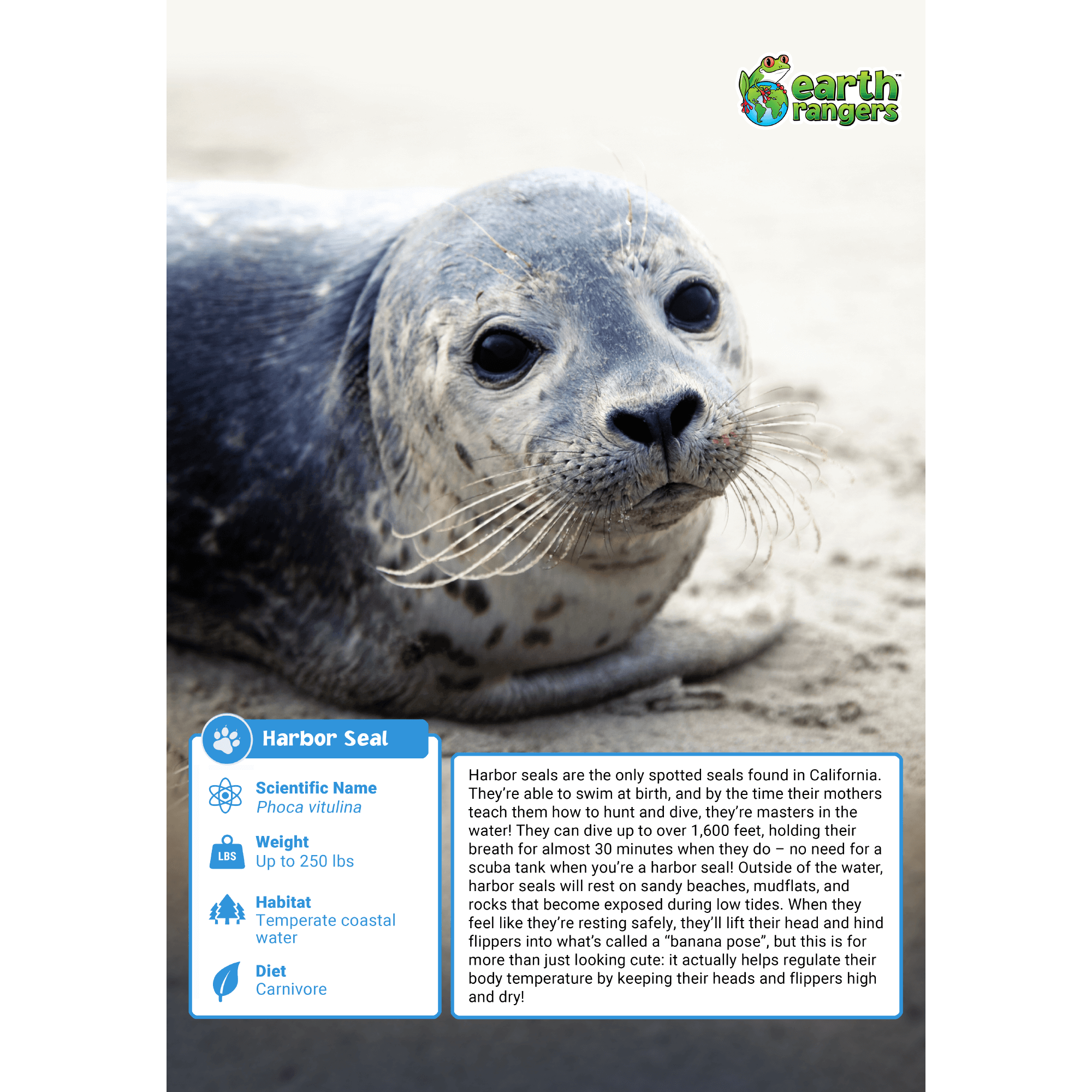 Harbor Seal Adoption Kit