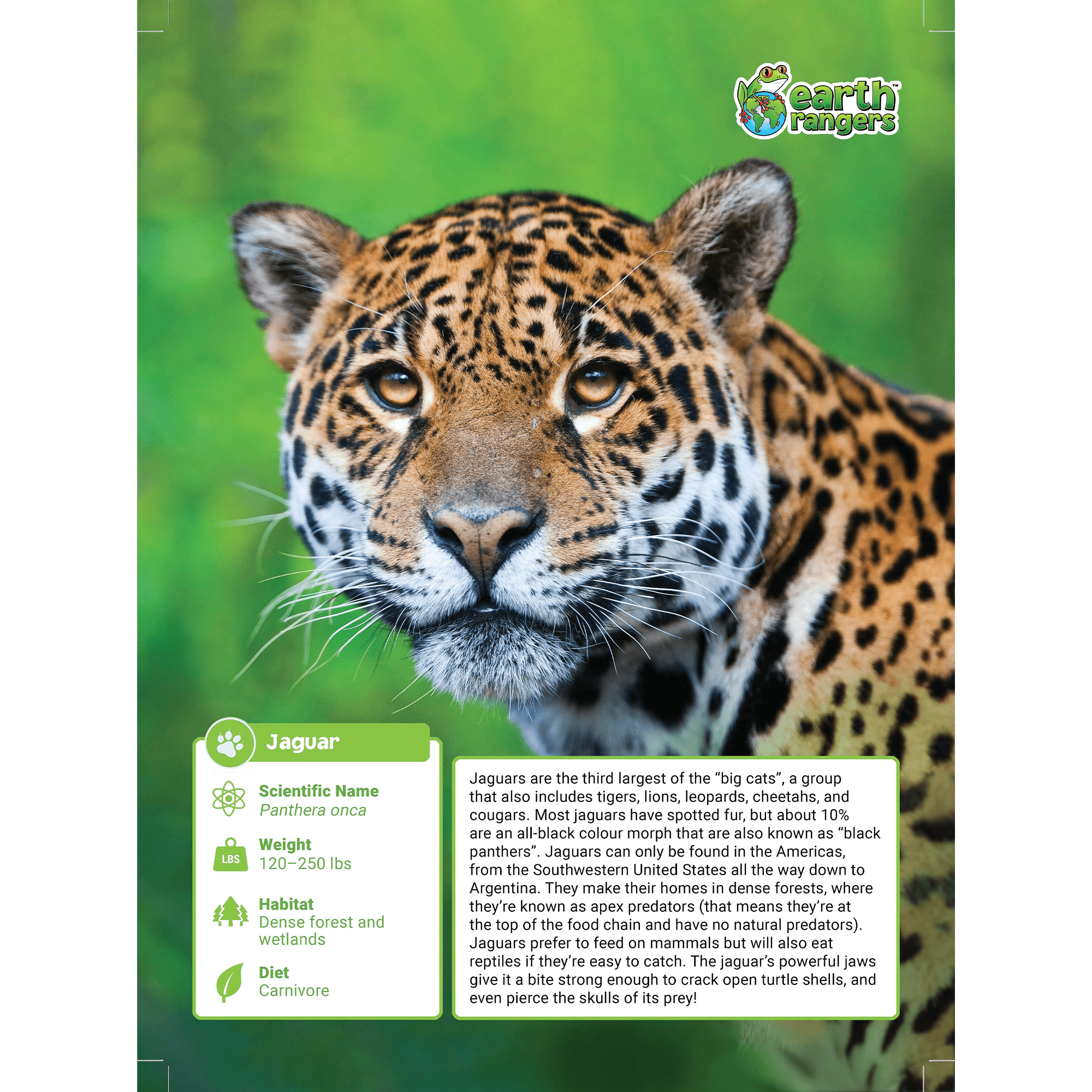 Jaguar Adoption Kit
