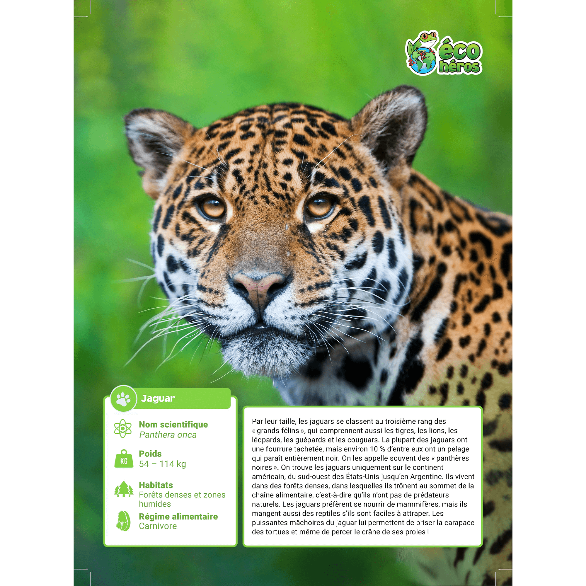 Ensemble d’adoption de jaguar