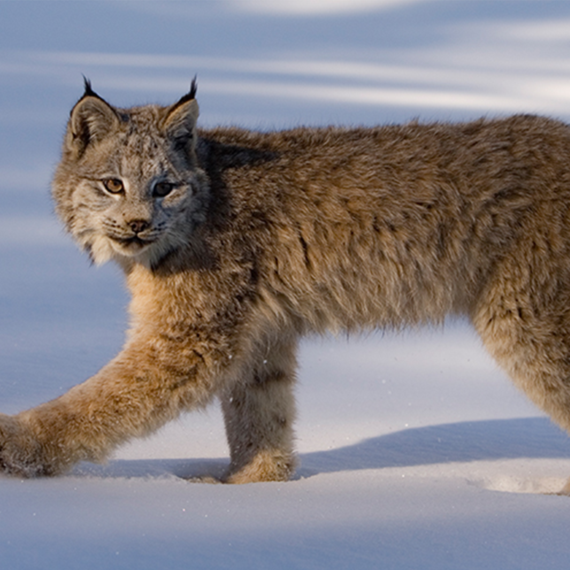 Ensemble d’adoption du lynx du Canada - Peluche