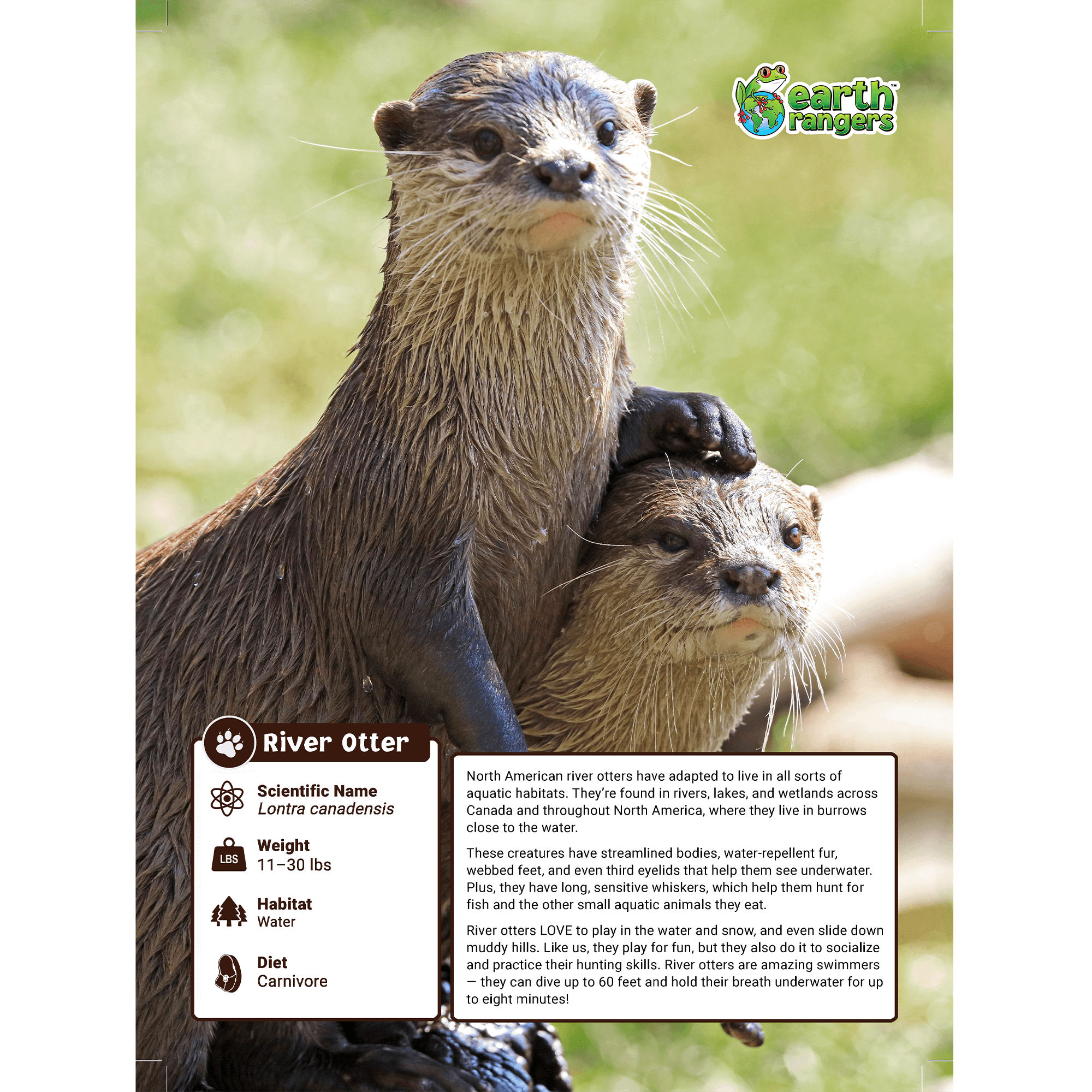 River Otter Adoption Kit - Plush Bundle