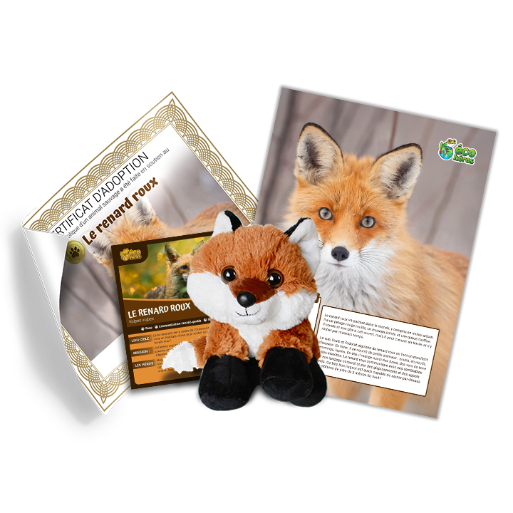 Ensemble d'adoption de renard roux - Peluche