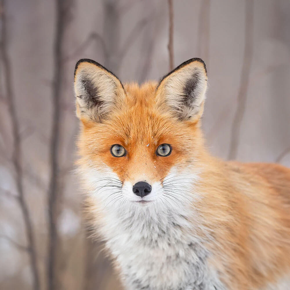 Ensemble d'adoption de renard roux - Peluche