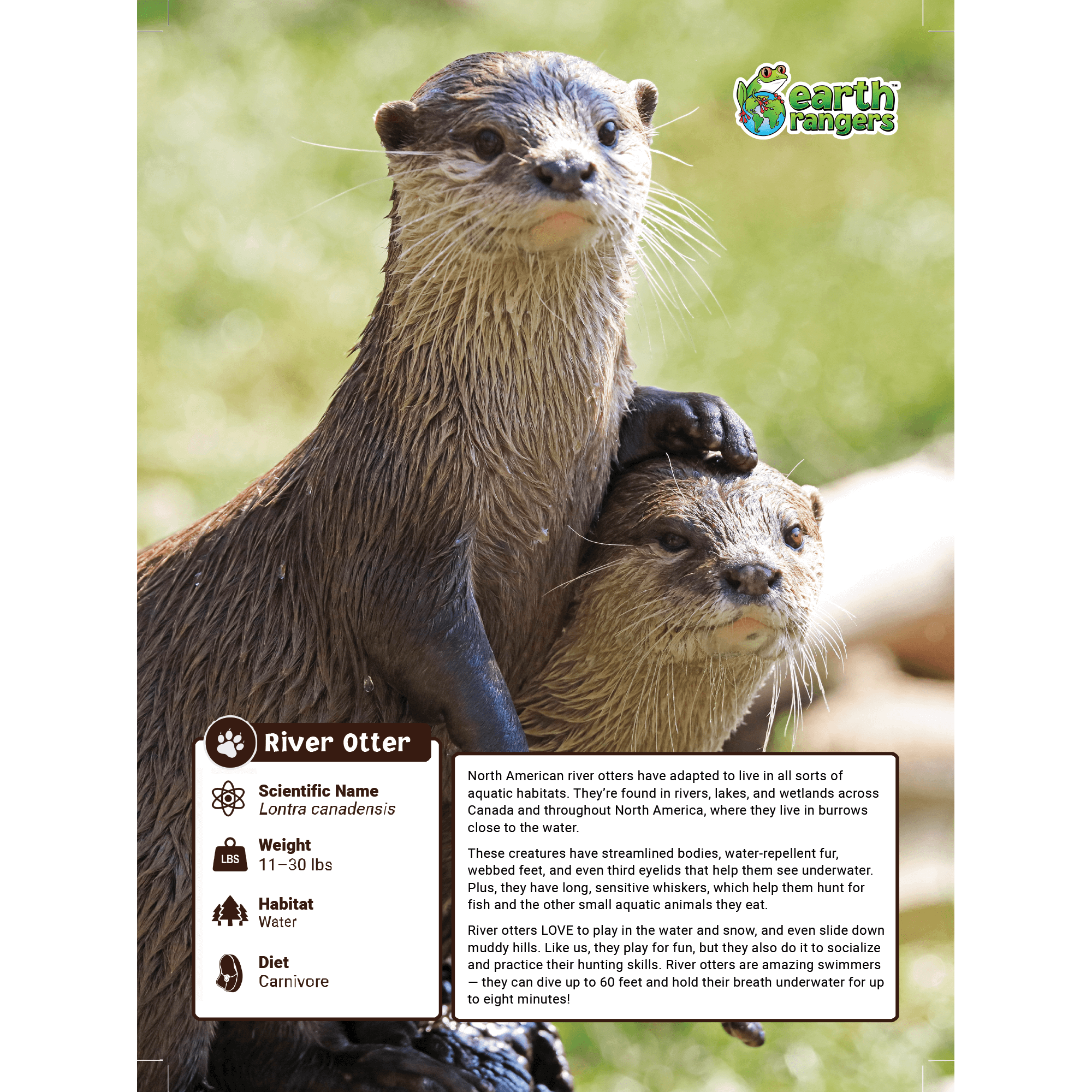 River Otter Adoption Kit