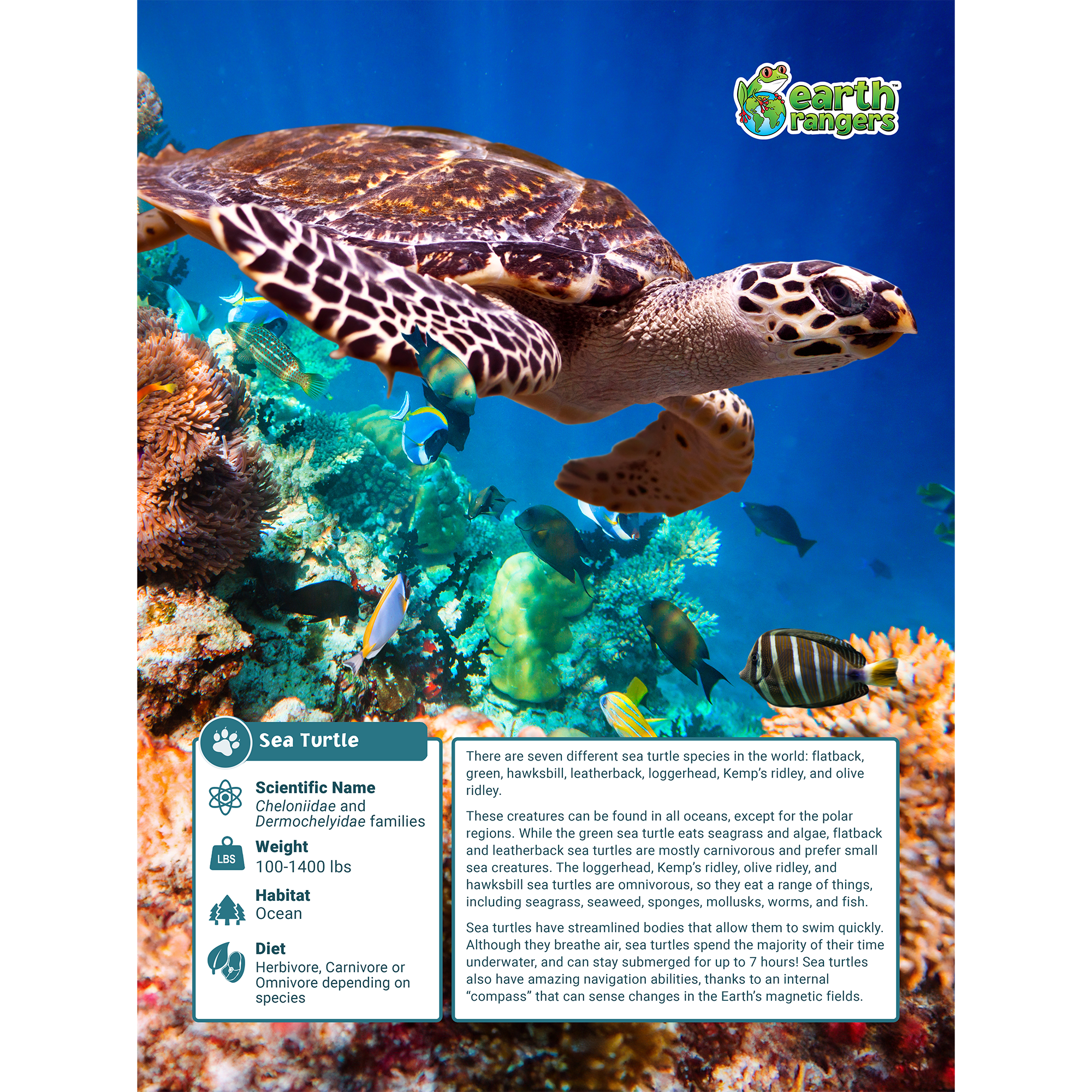 Sea Turtle Adoption Kit - Plush Bundle