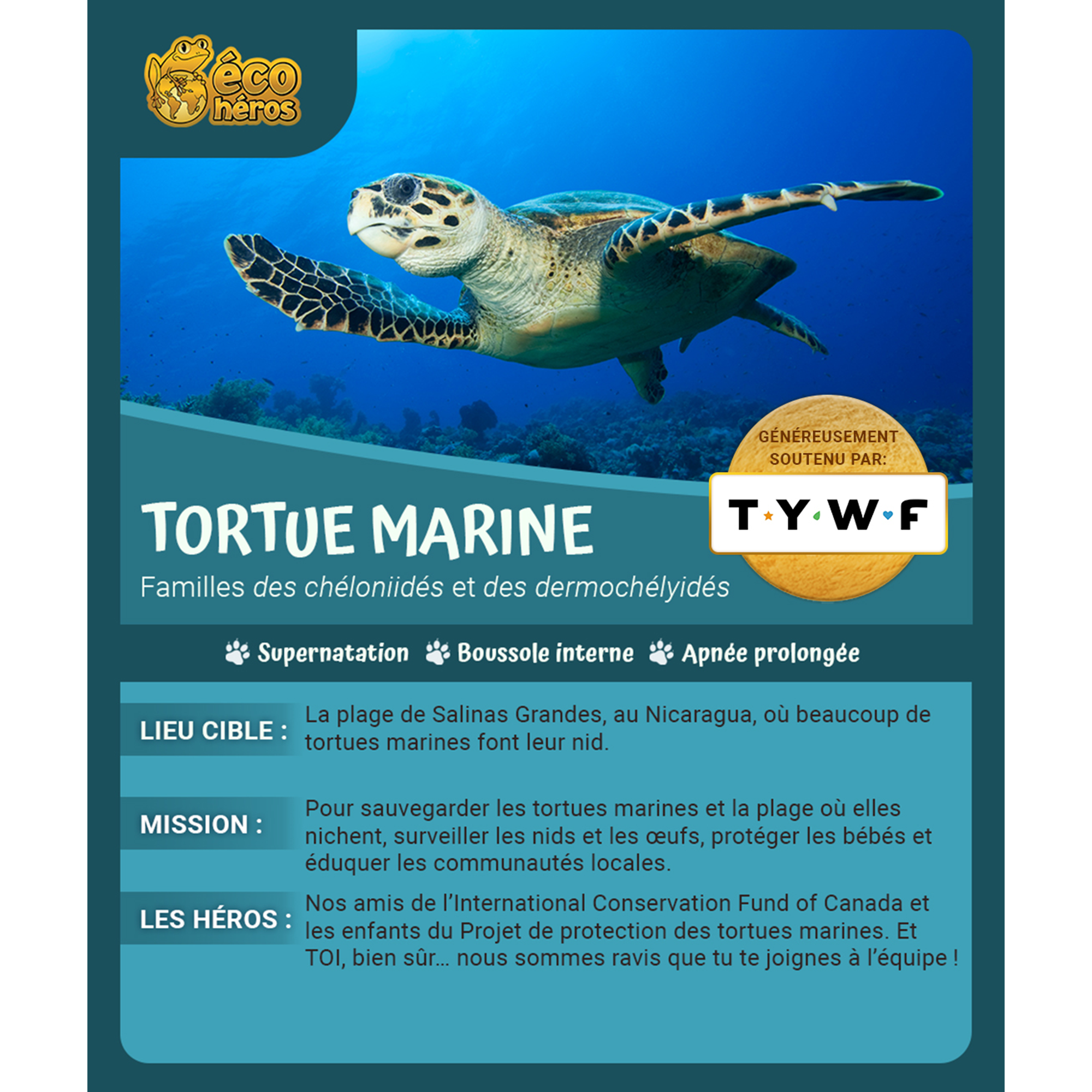 Ensemble d’adoption de la tortue marine - Peluche