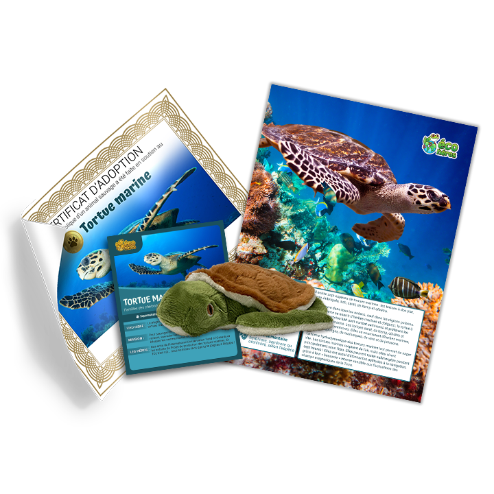 Ensemble d’adoption de la tortue marine - Peluche