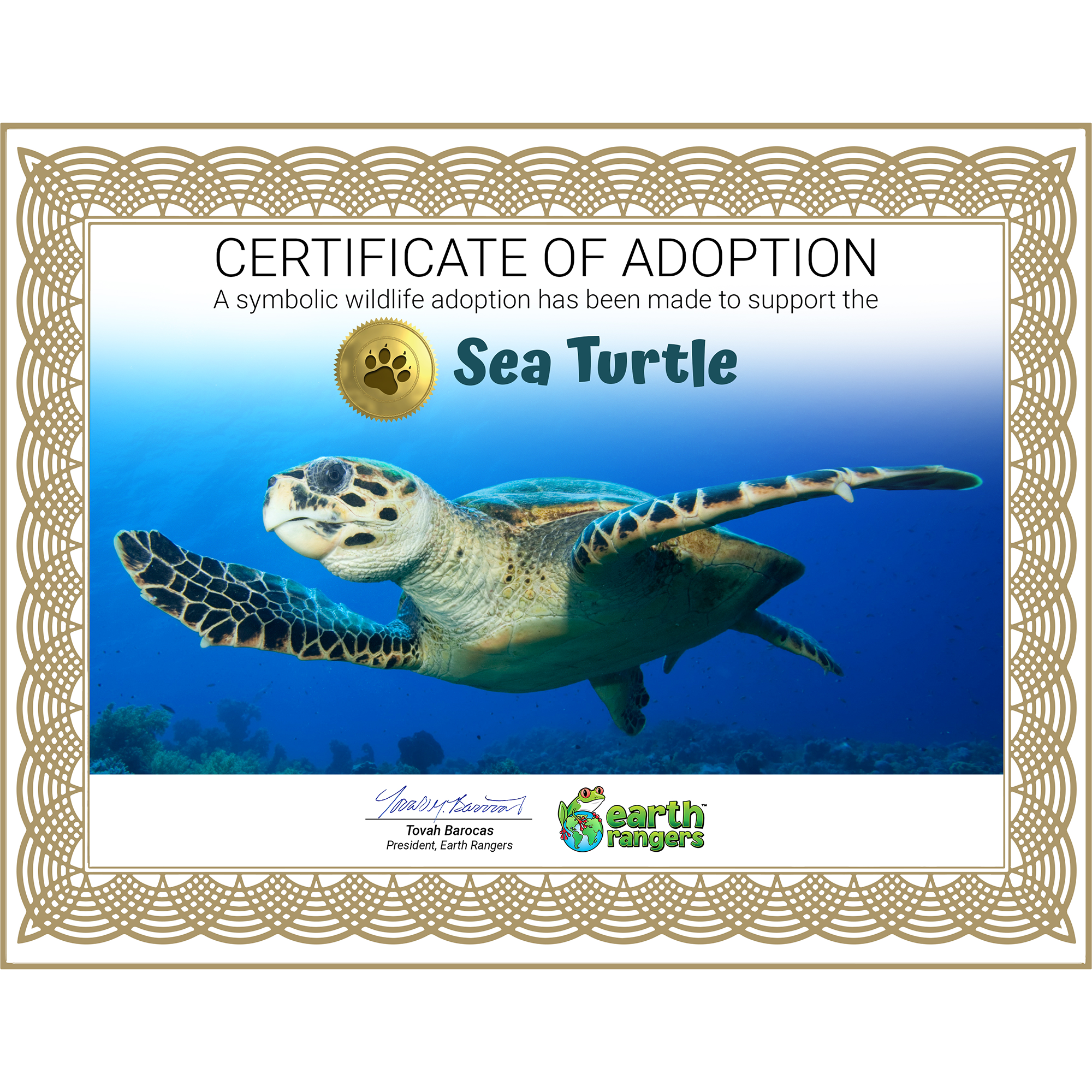 Sea Turtle Adoption Kit - Plush Bundle