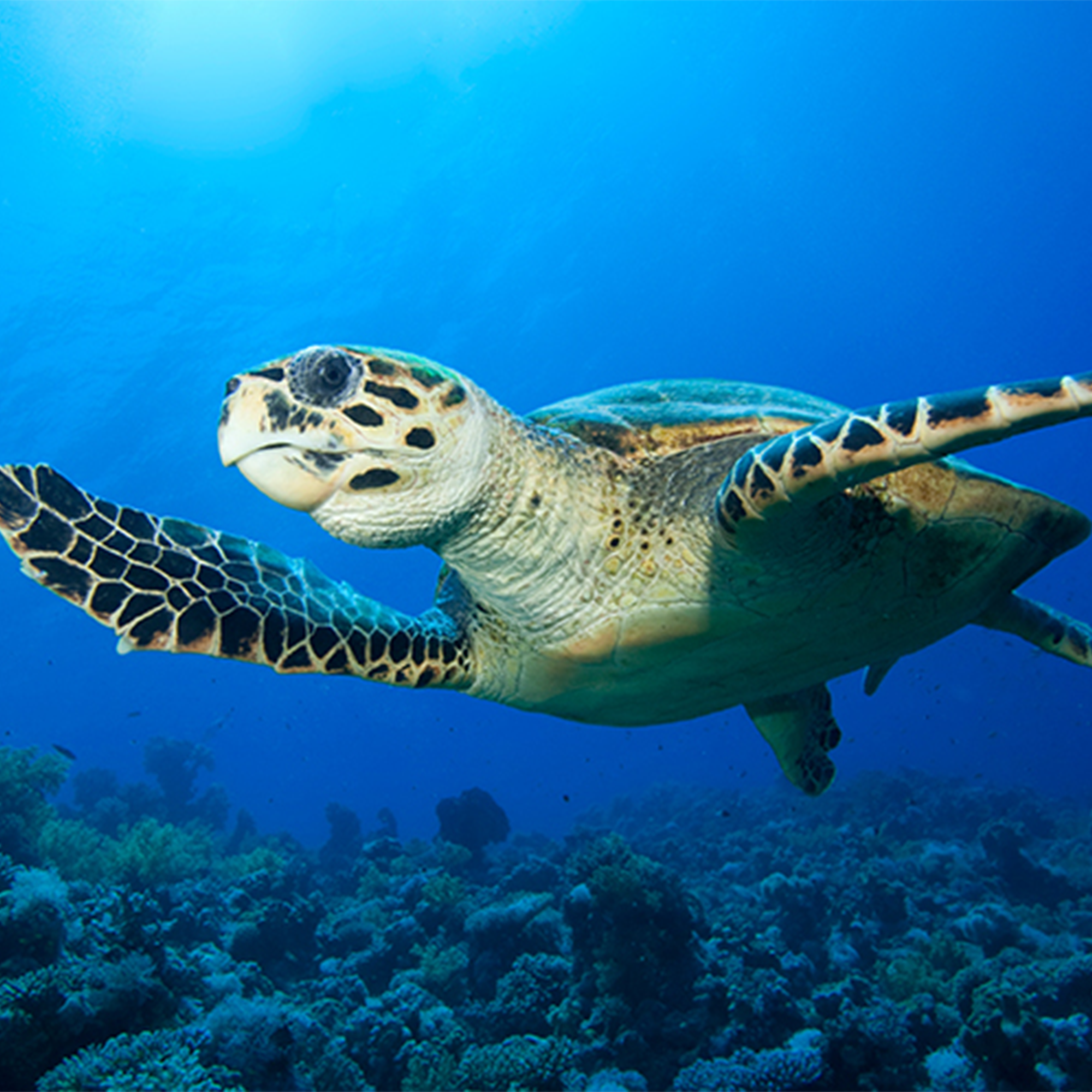 Ensemble d’adoption de la tortue marine - Peluche