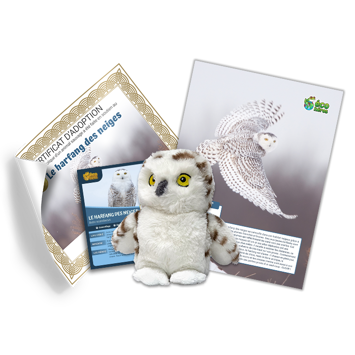 Ensemble d'adoption du harfang des neiges - Peluche