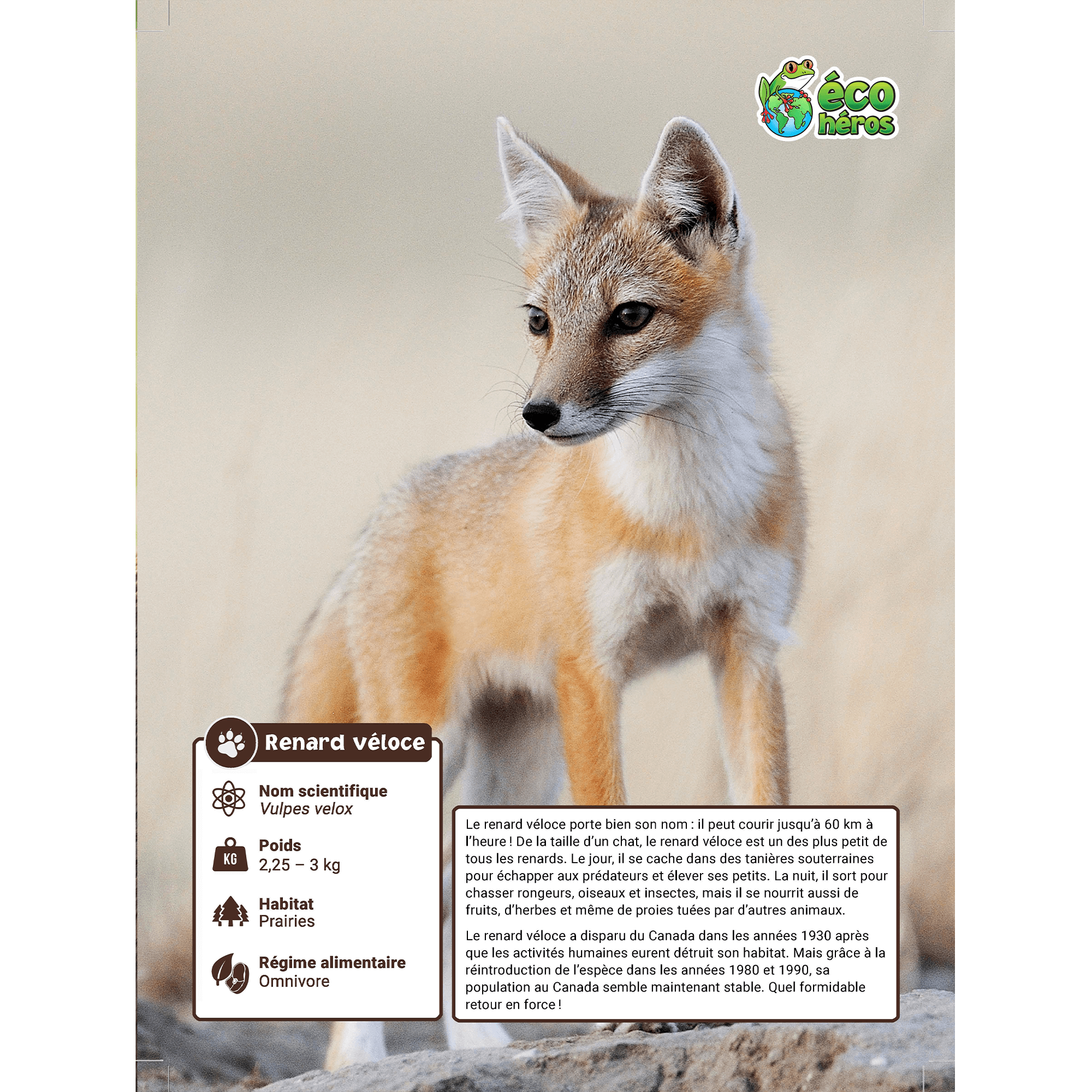 Ensemble d'adoption du renard véloce