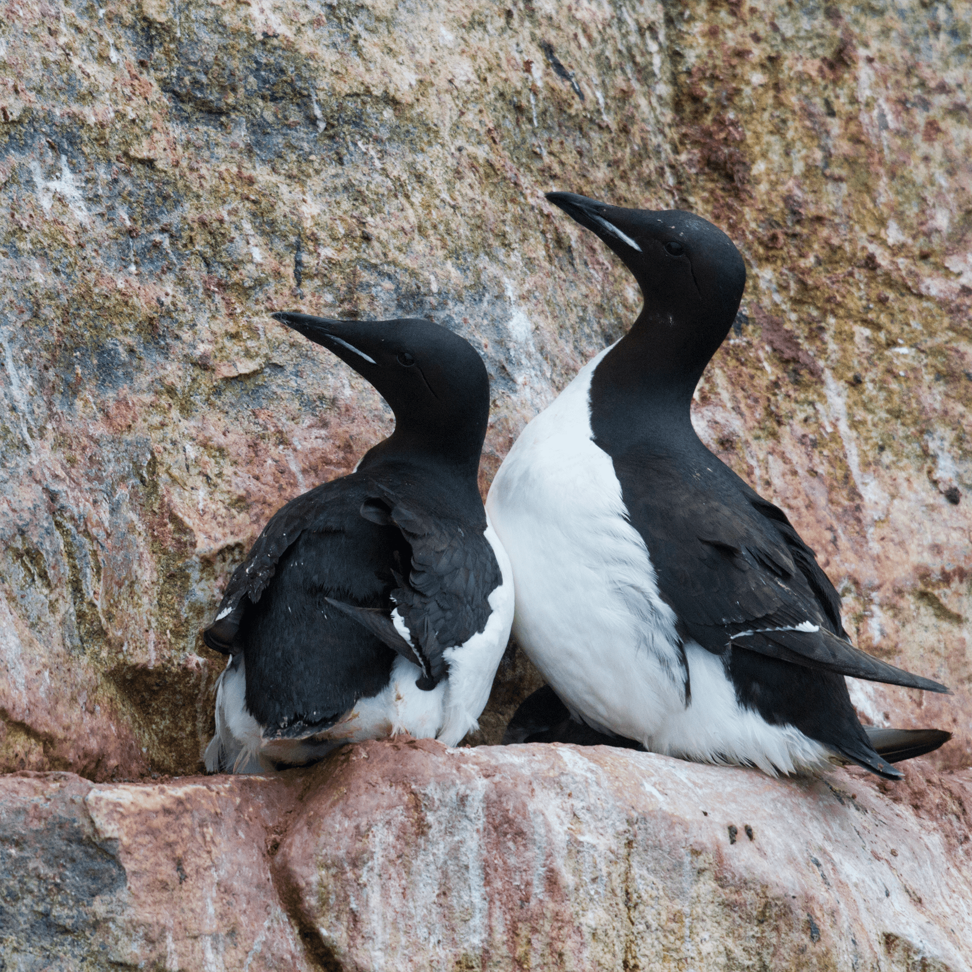 Thick-billed Murre Adoption Kit