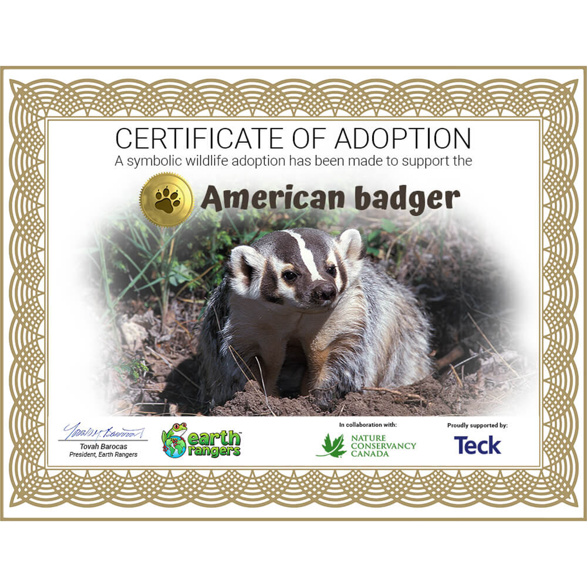 American Badger Adoption Kit