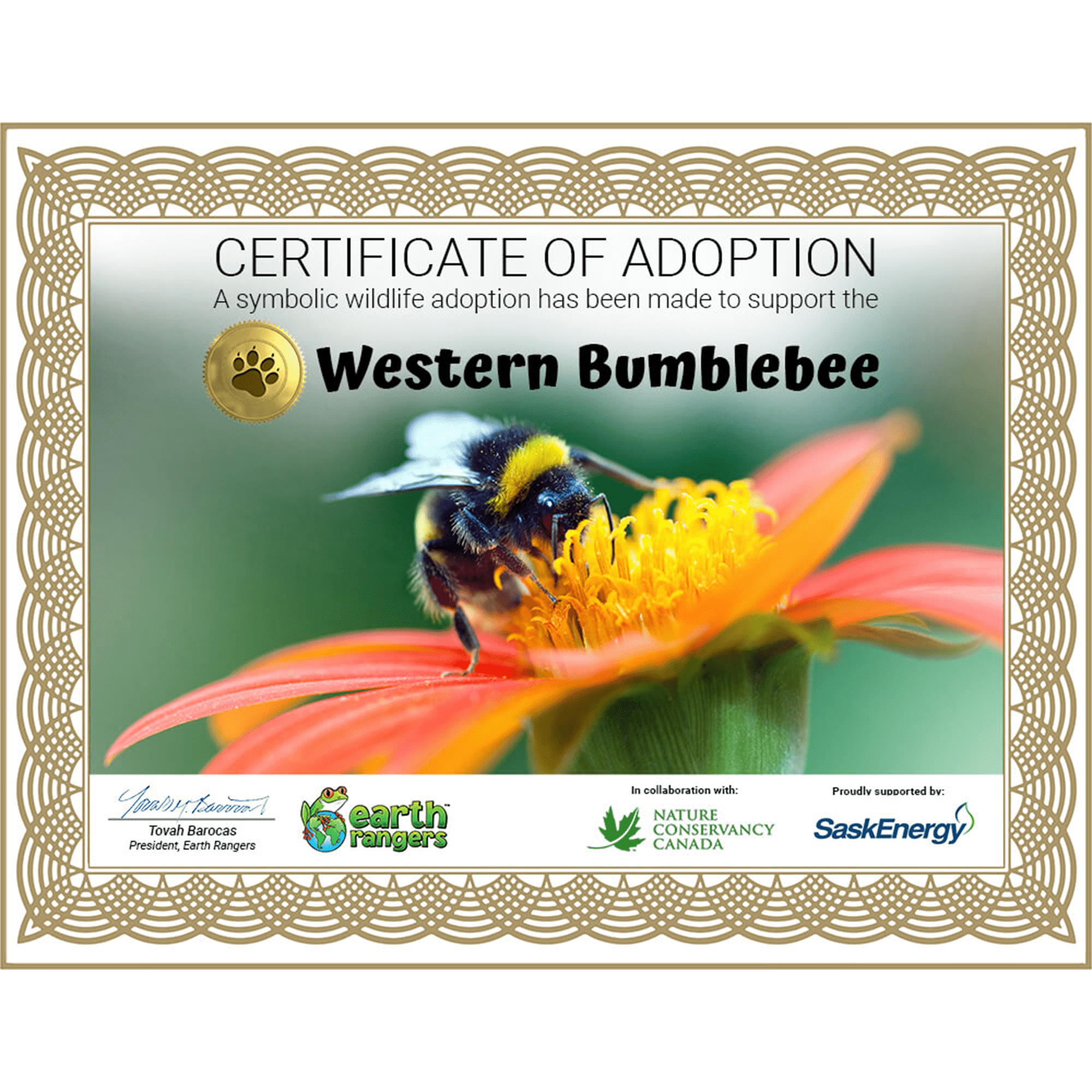Western Bumblebee Adoption Kit
