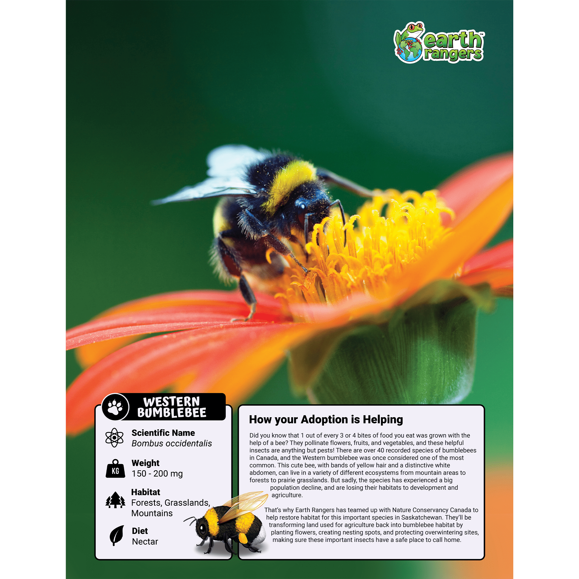 Western Bumblebee Adoption Kit