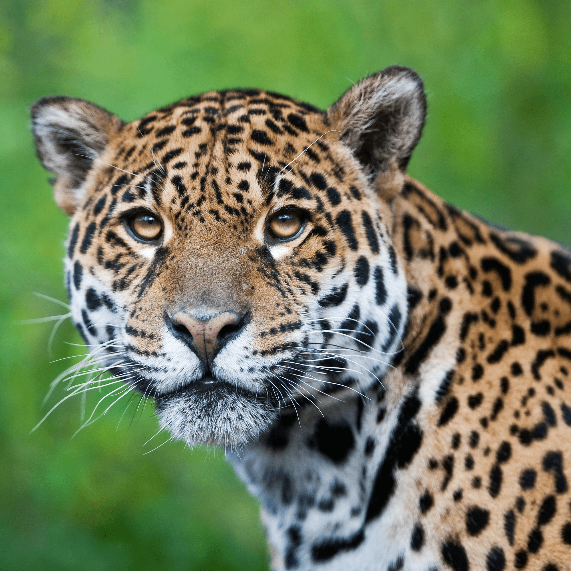 Ensemble d’adoption de jaguar - Peluche