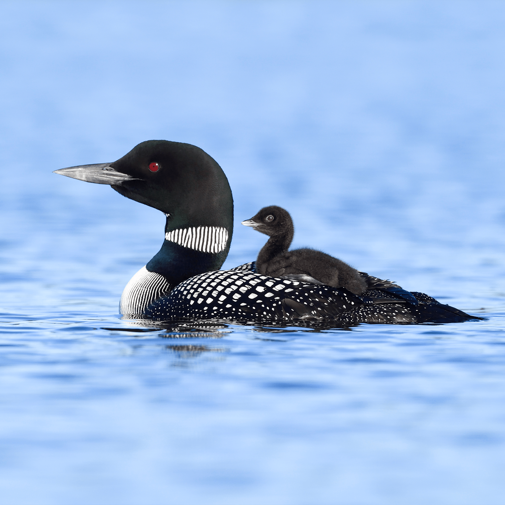 Common Loon Adoption Kit