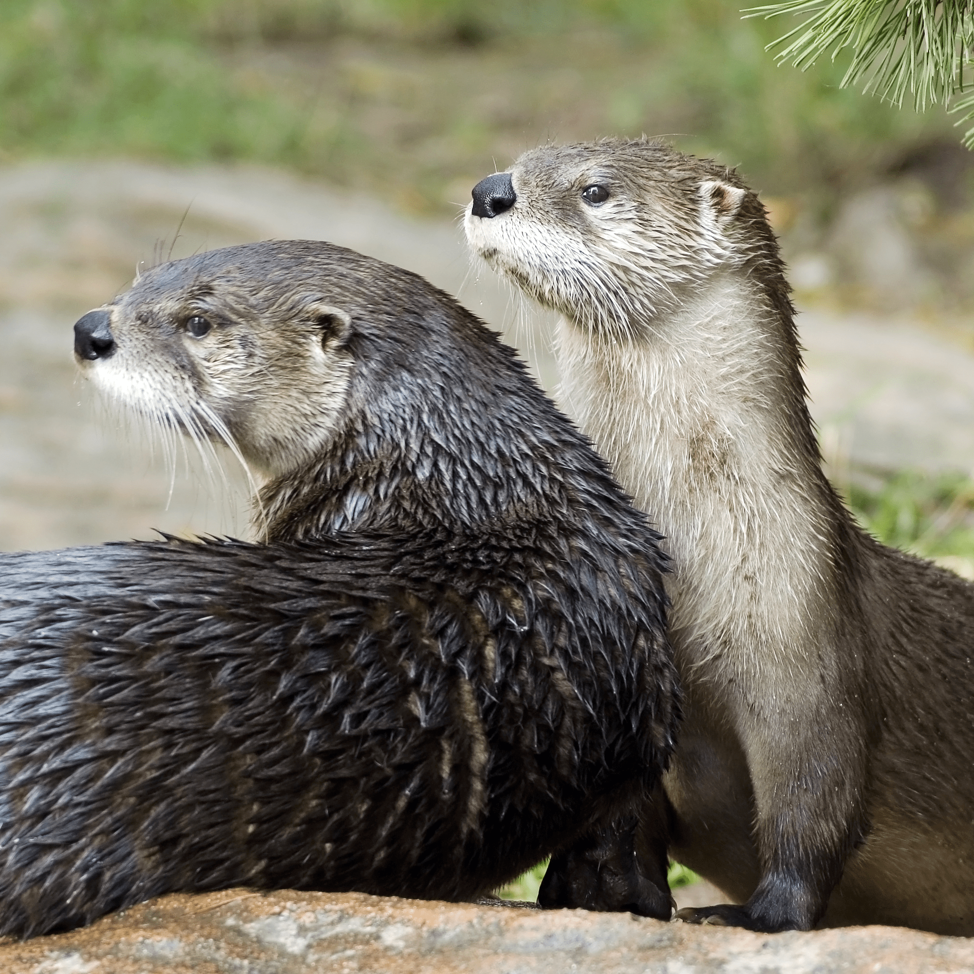 River Otter Adoption Kit - Plush Bundle